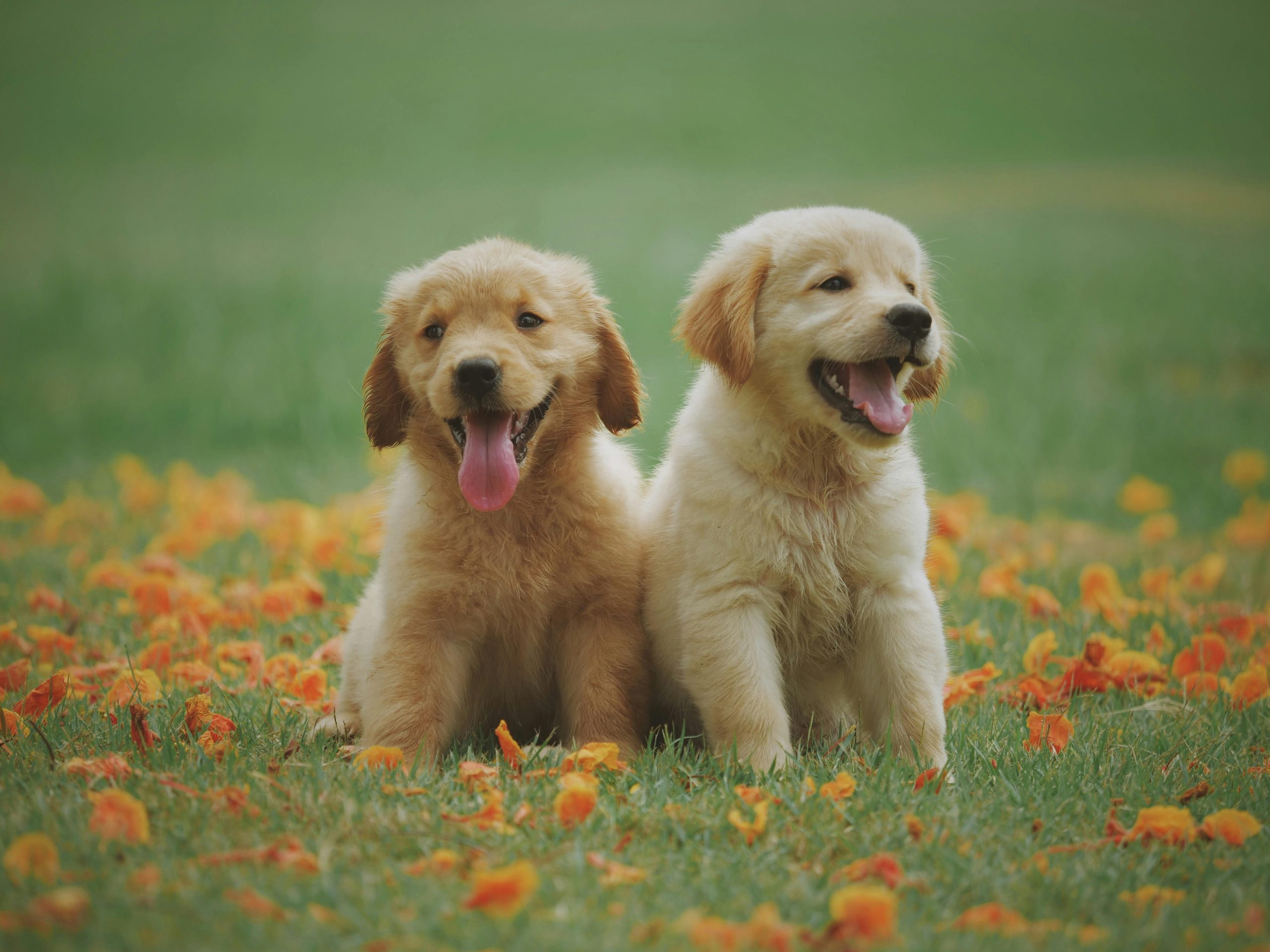 A dog happily sitting next to its owner outdoors, showcasing good behavior.