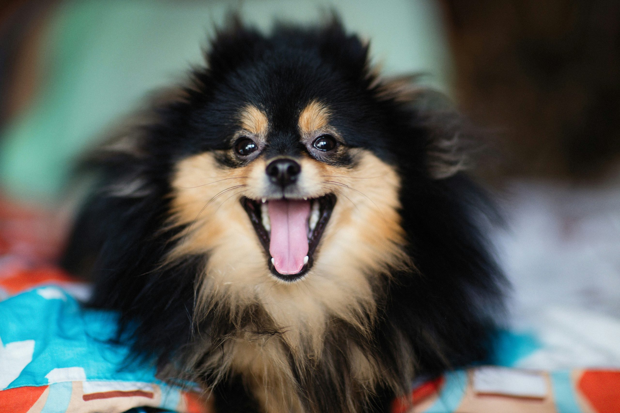 A dog sitting next to its owner smiling happily