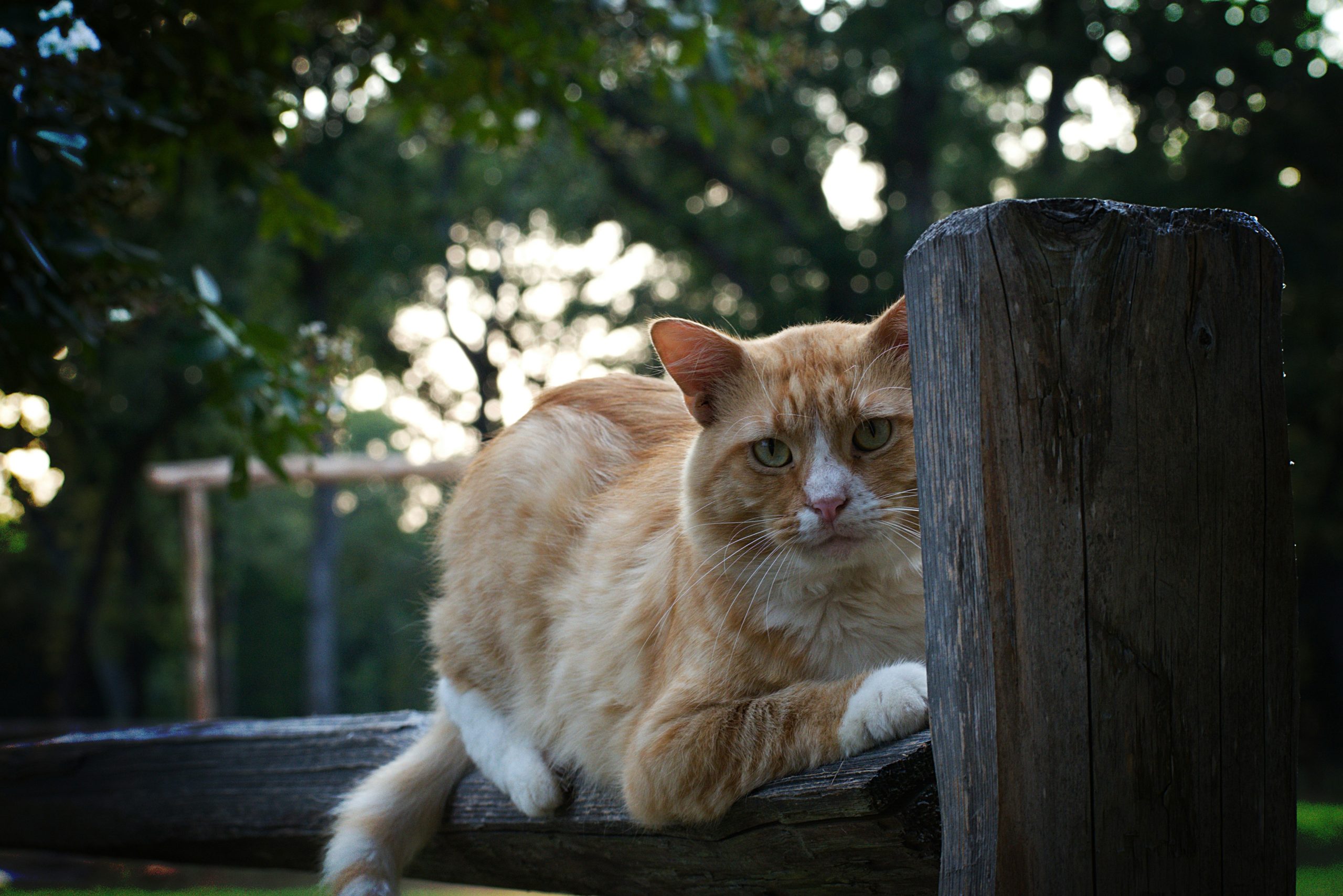A golden retriever sitting obediently outdoors