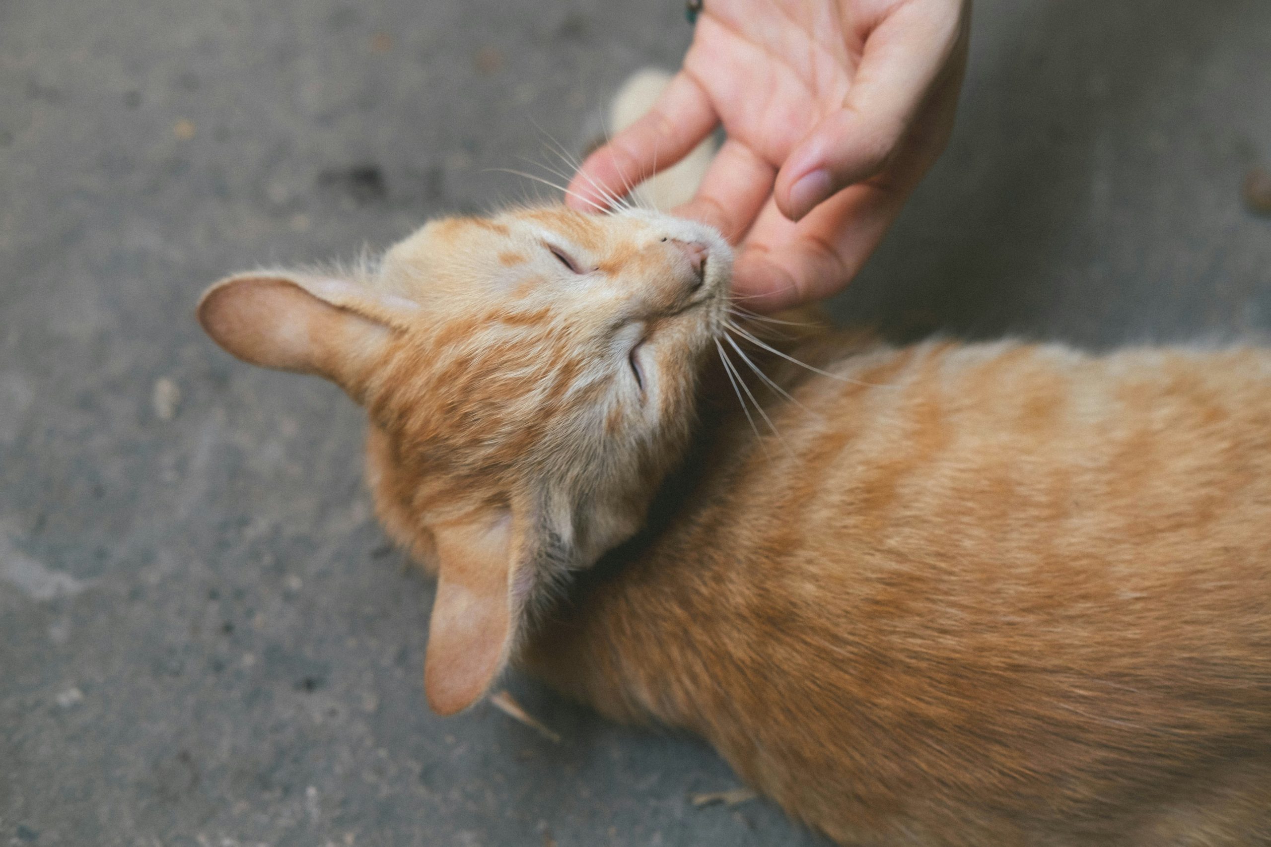 A woman giving her cat a treat while praising him