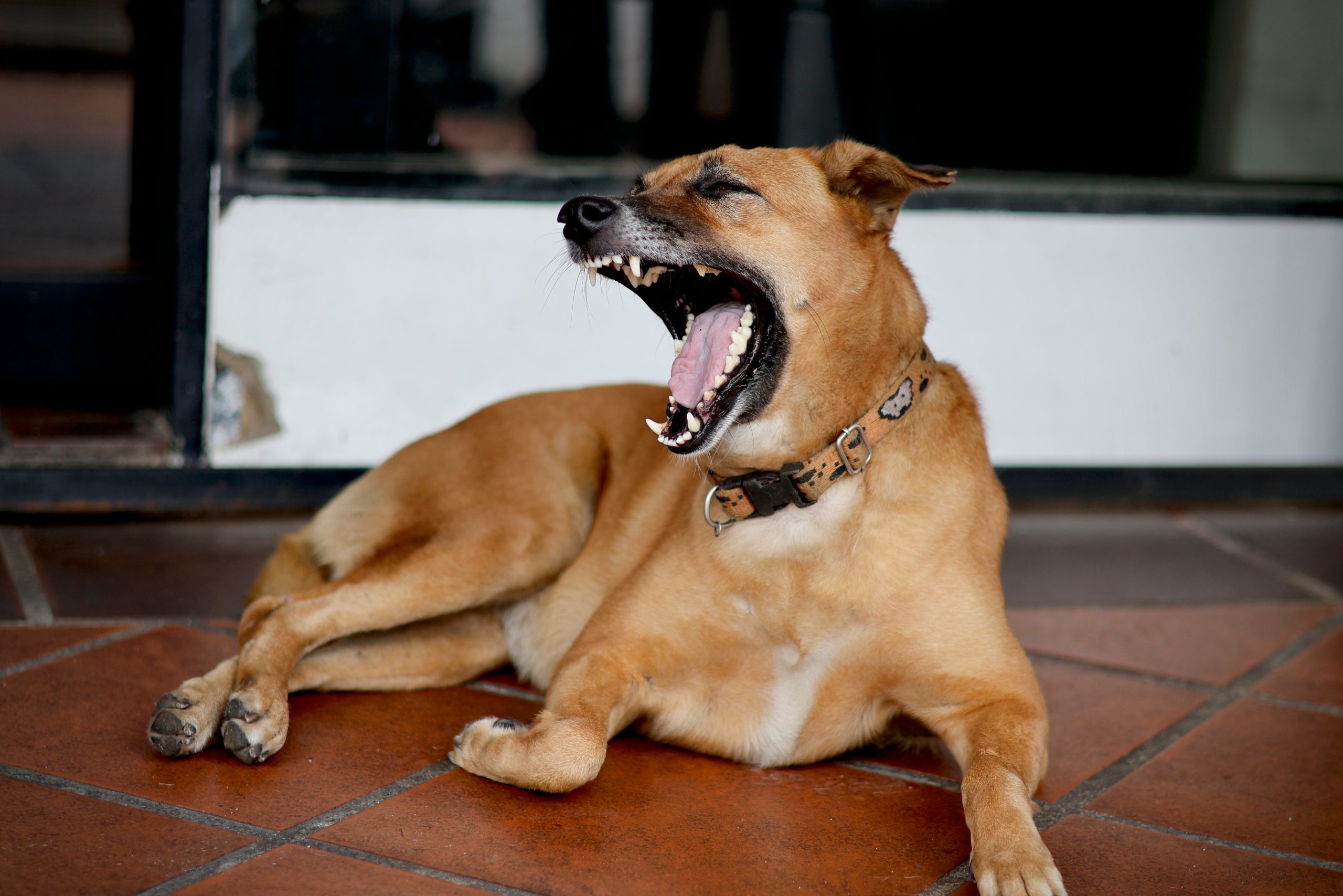 An illustration showing pet owners using verbal praise during a training session