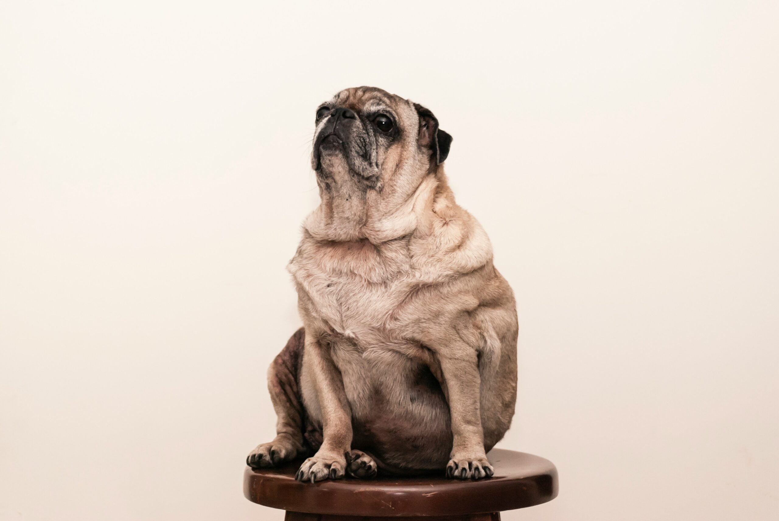 An old wrinkly pug looking content while sitting beside a pile of small treats