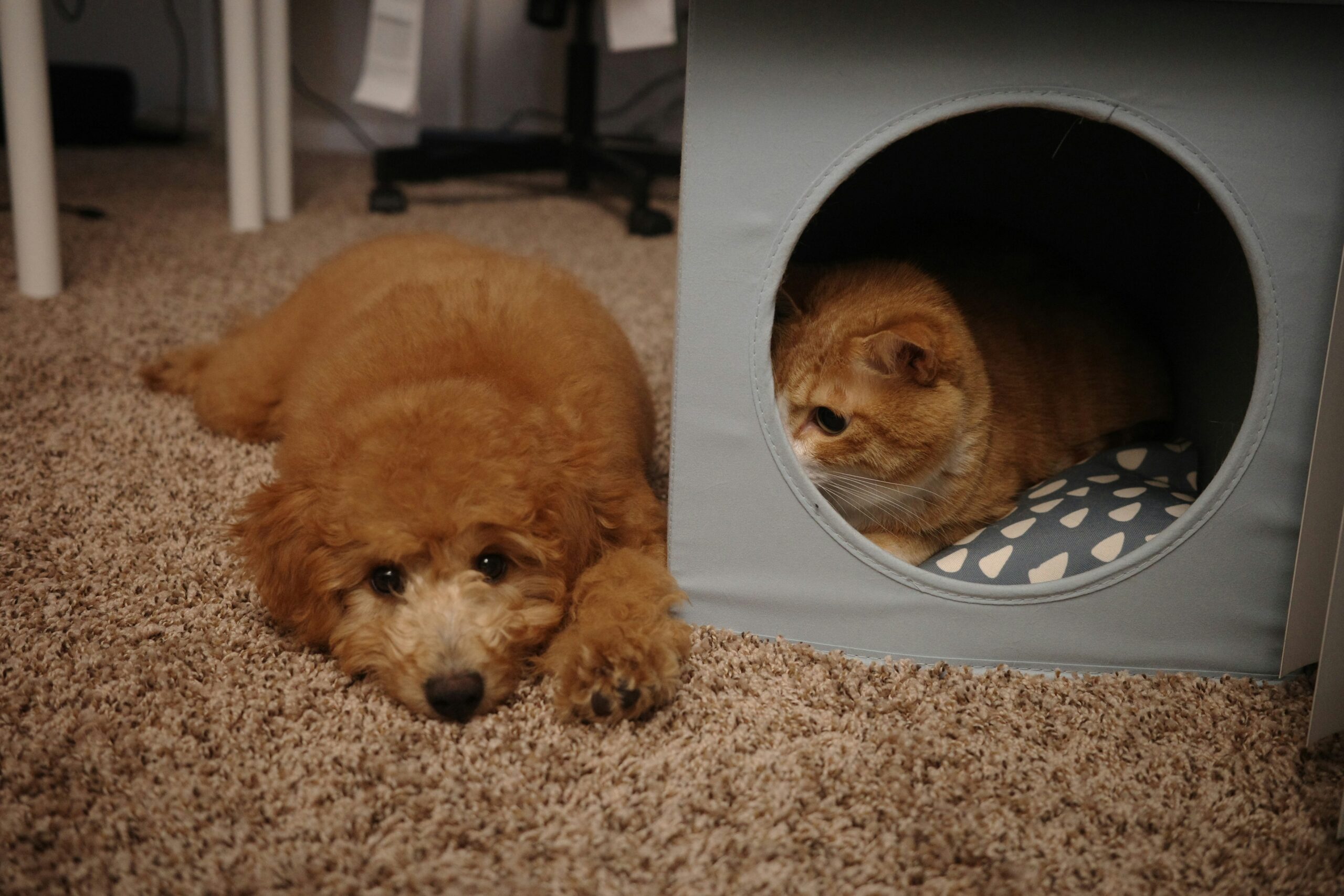 Before photo of untrained puppy and after photo of same dog sitting perfectly on cue.