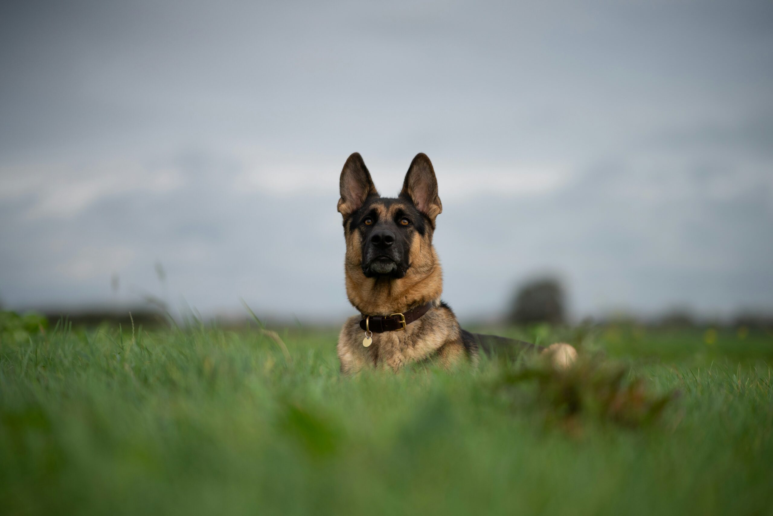 Dog looking anxious during training session