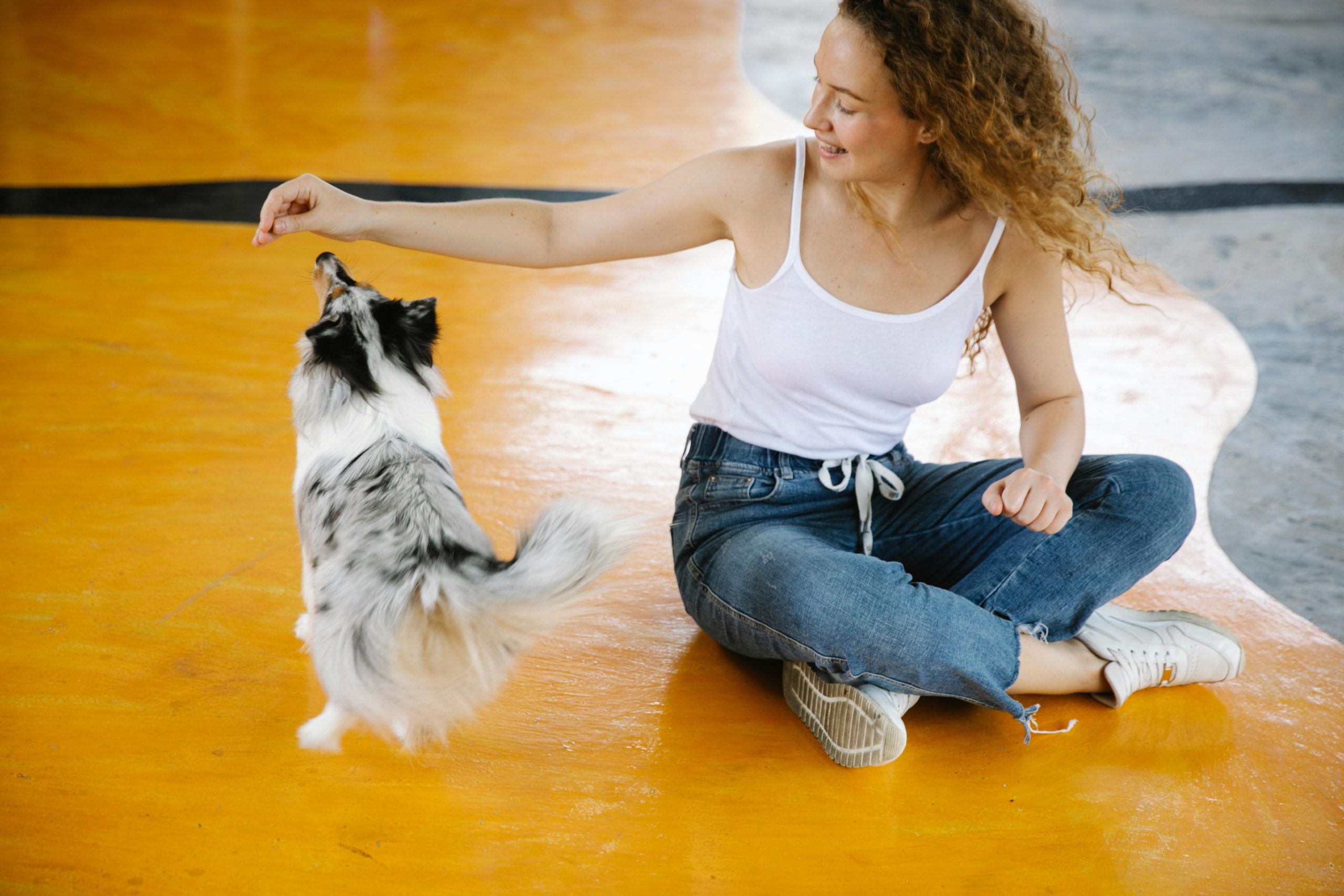 Dog Sit Training
