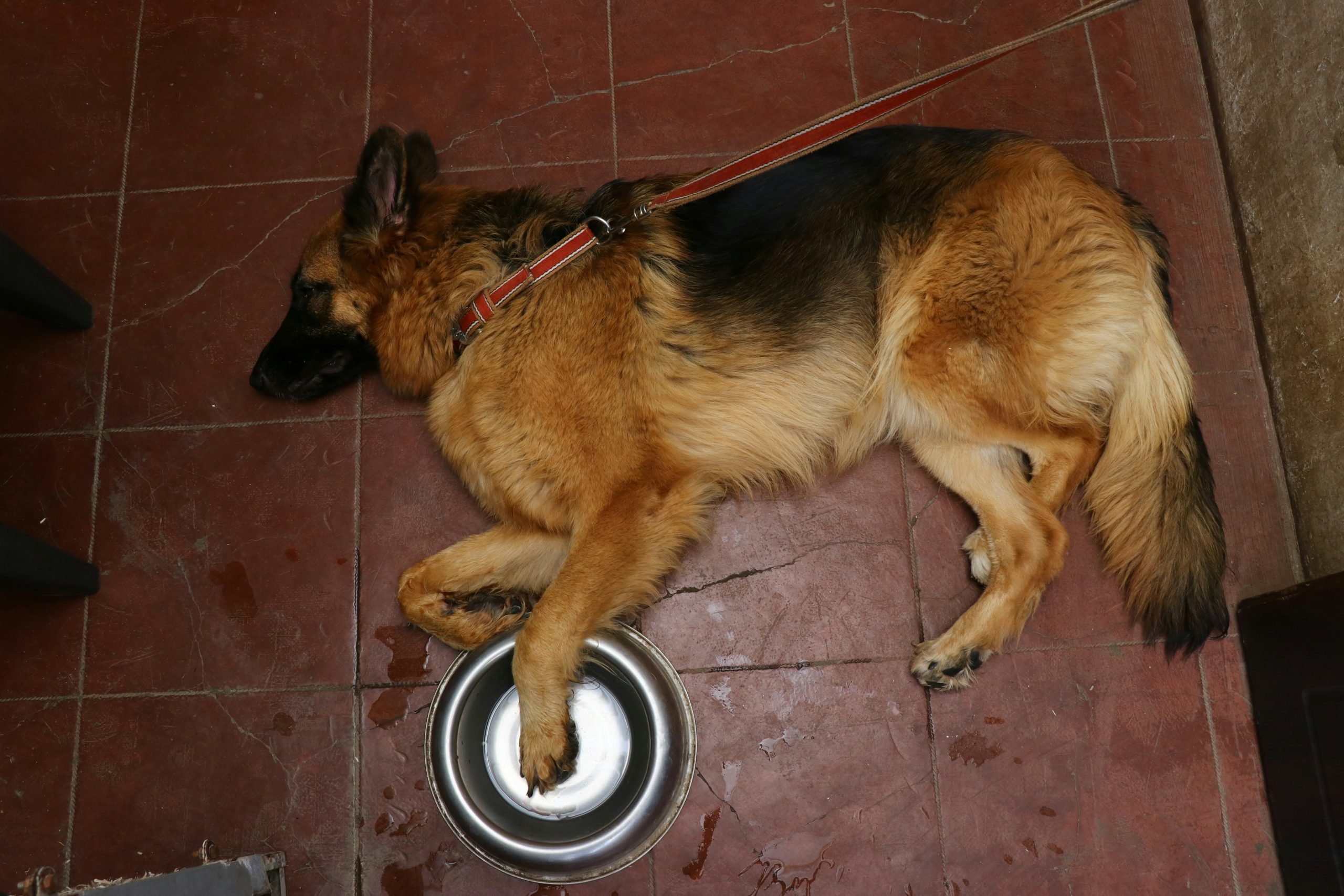 Graph showing progress of a dog learning the sit command over four weeks