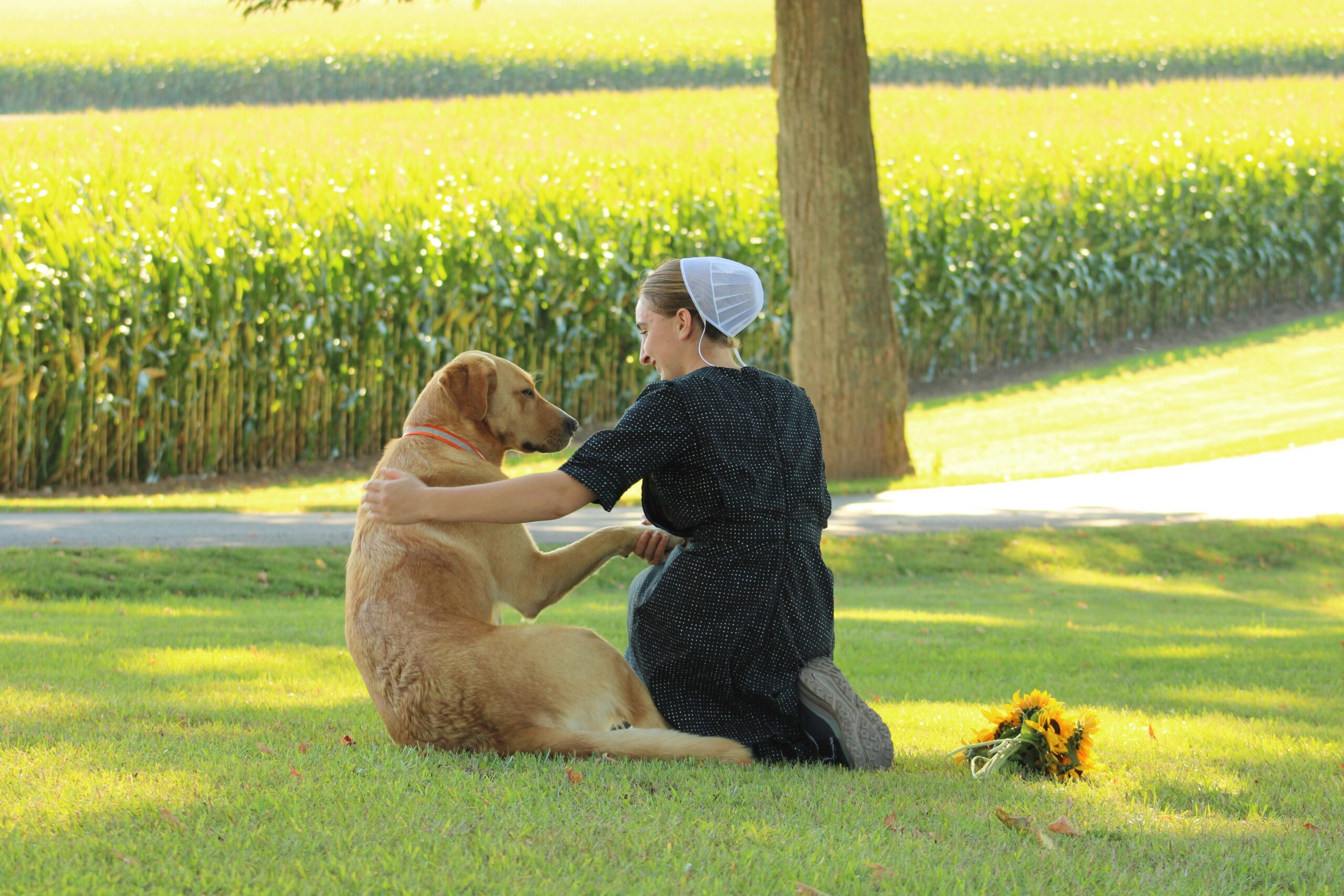 Happy dog receiving reward from owner after successful sit command