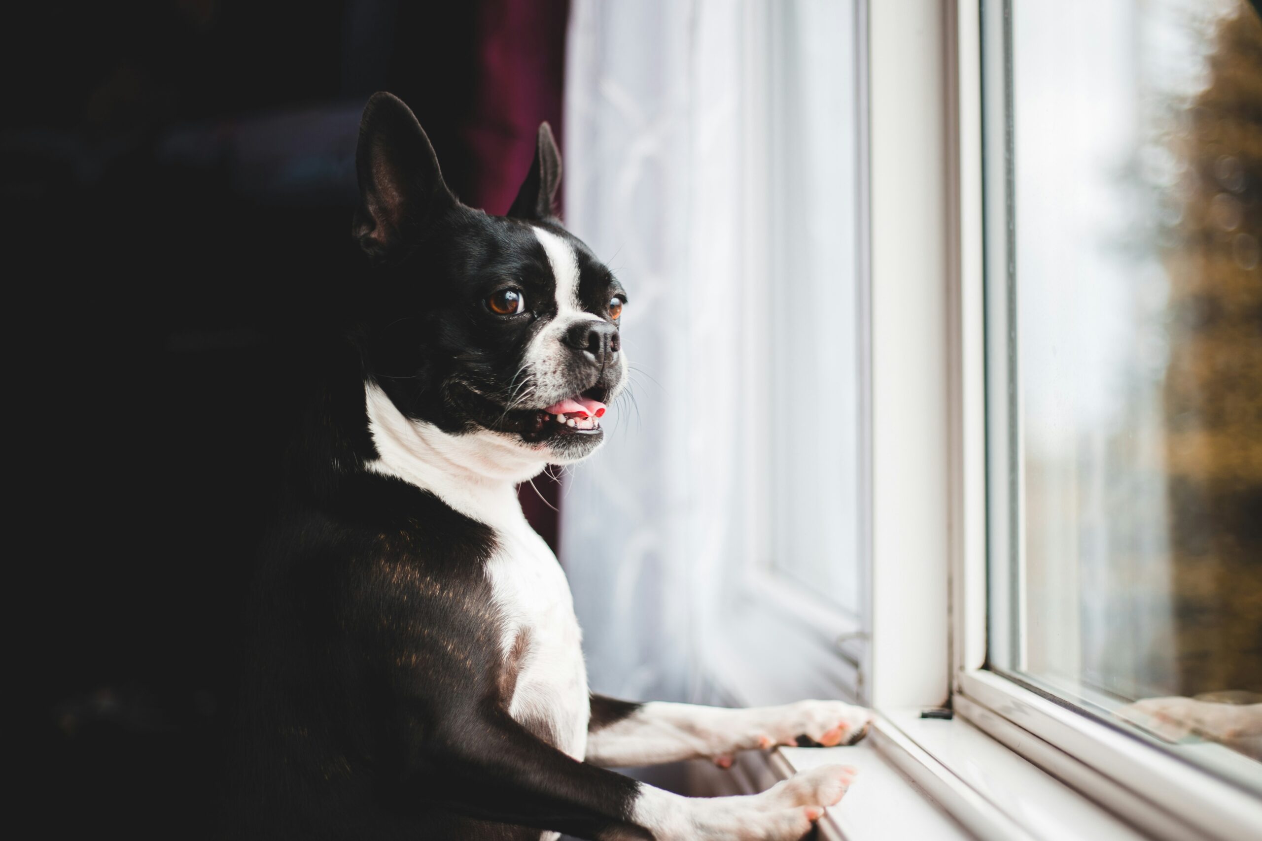 senior dog sitting