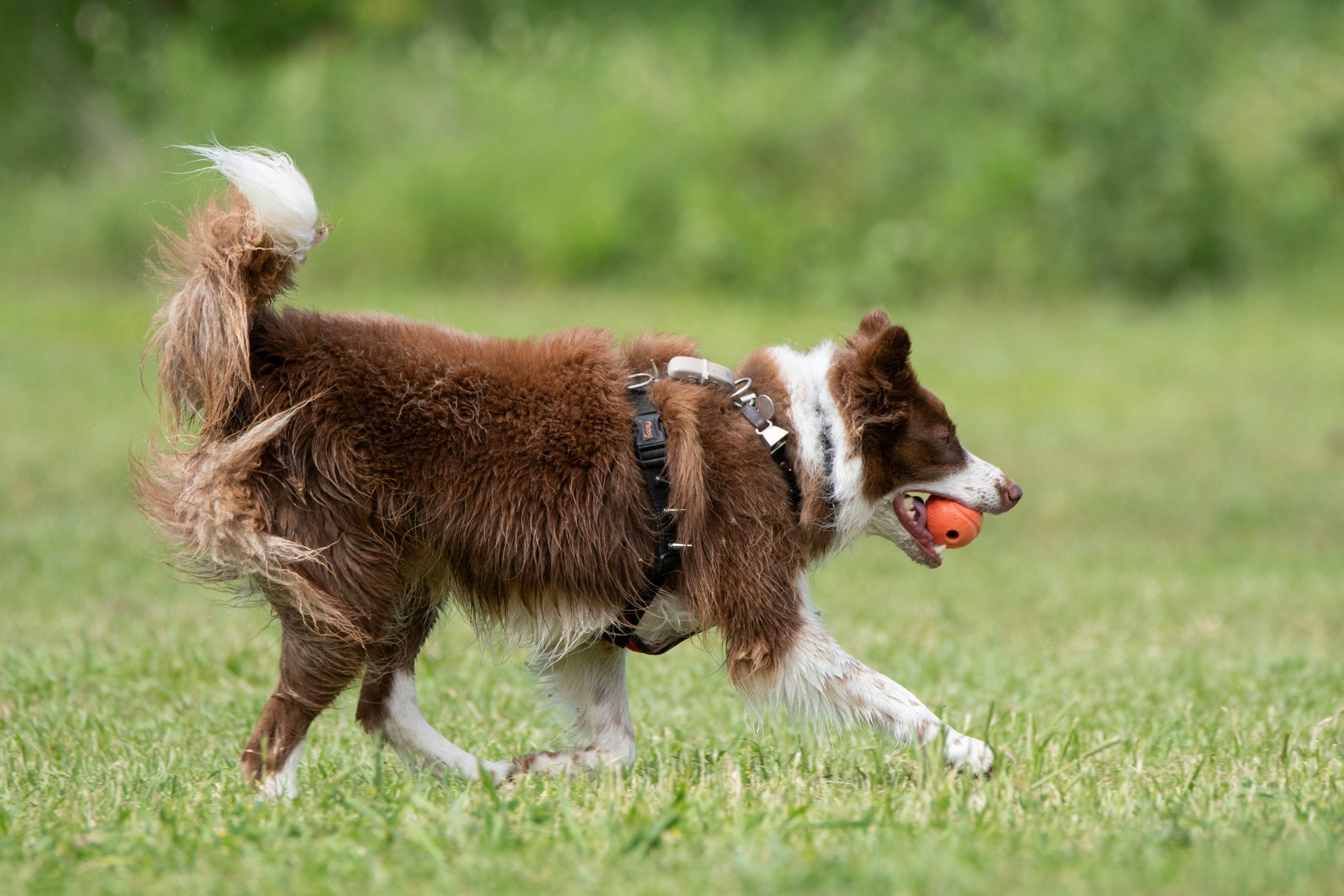 Statistics showing improved canine behavior through consistent training