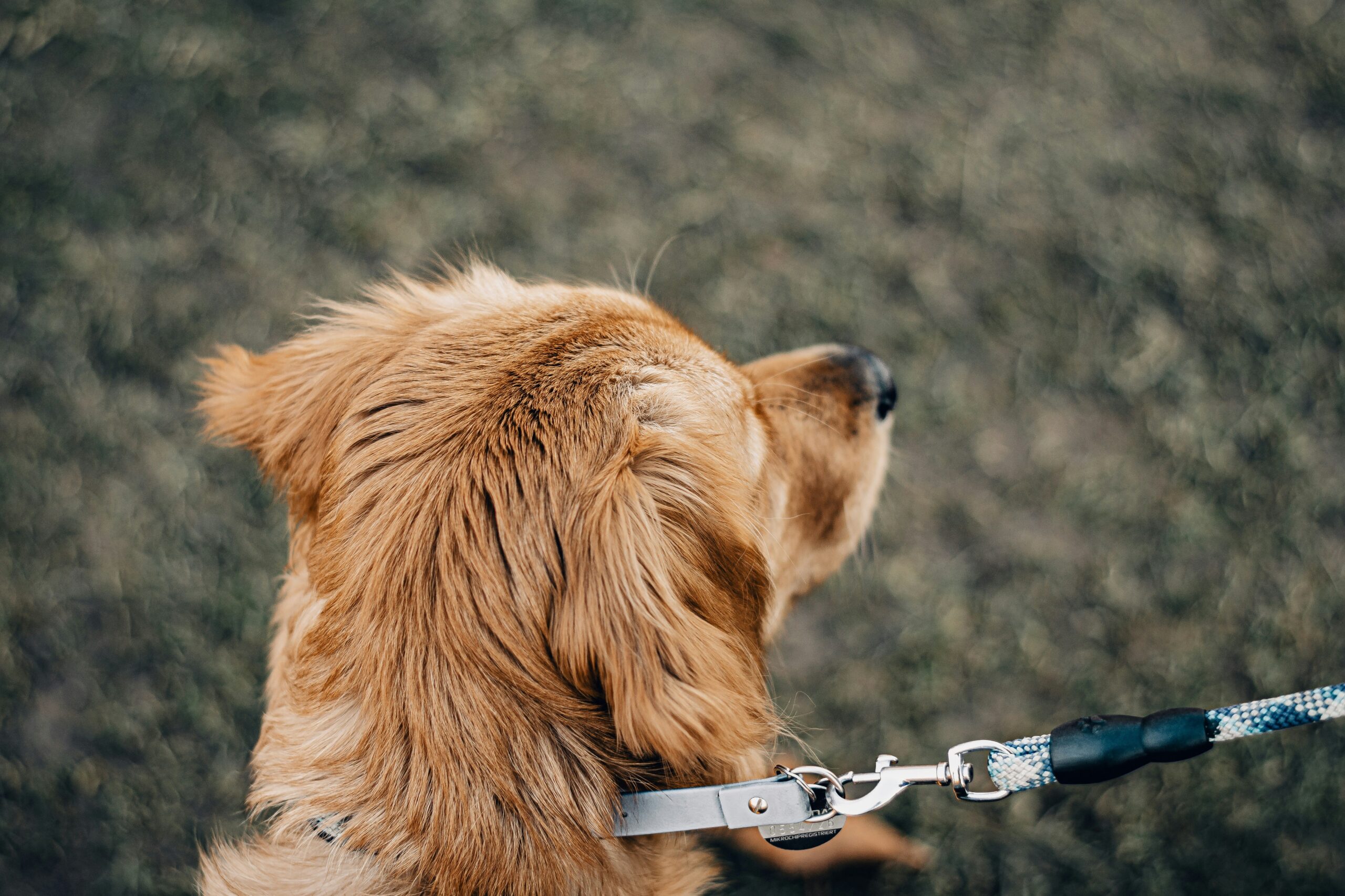 A colorful habit tracker template designed for pet owners