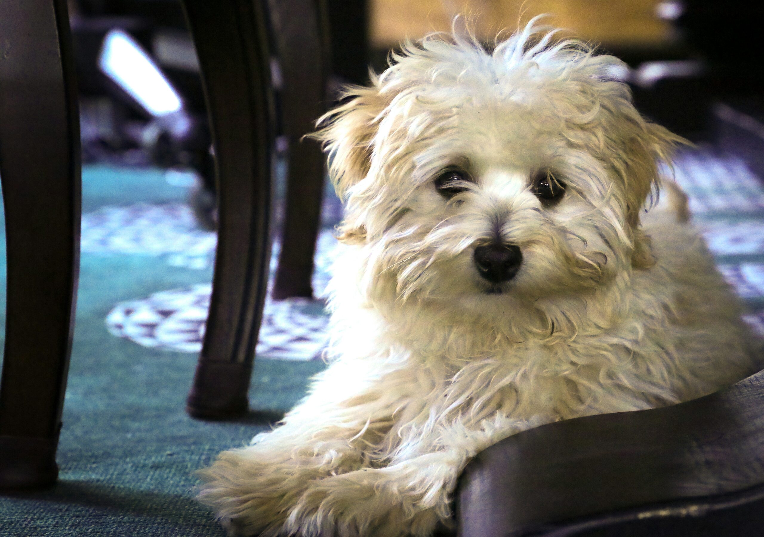 A distracted dog looking away while being trained to sit.
