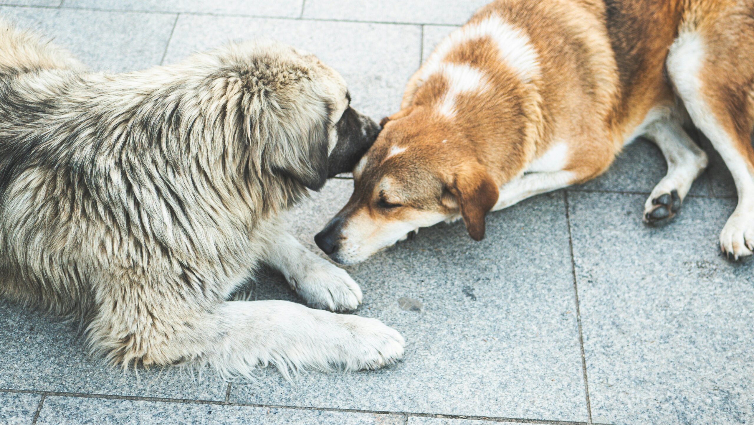 A golden retriever looking distracted by a squirrel while being trained outdoors.