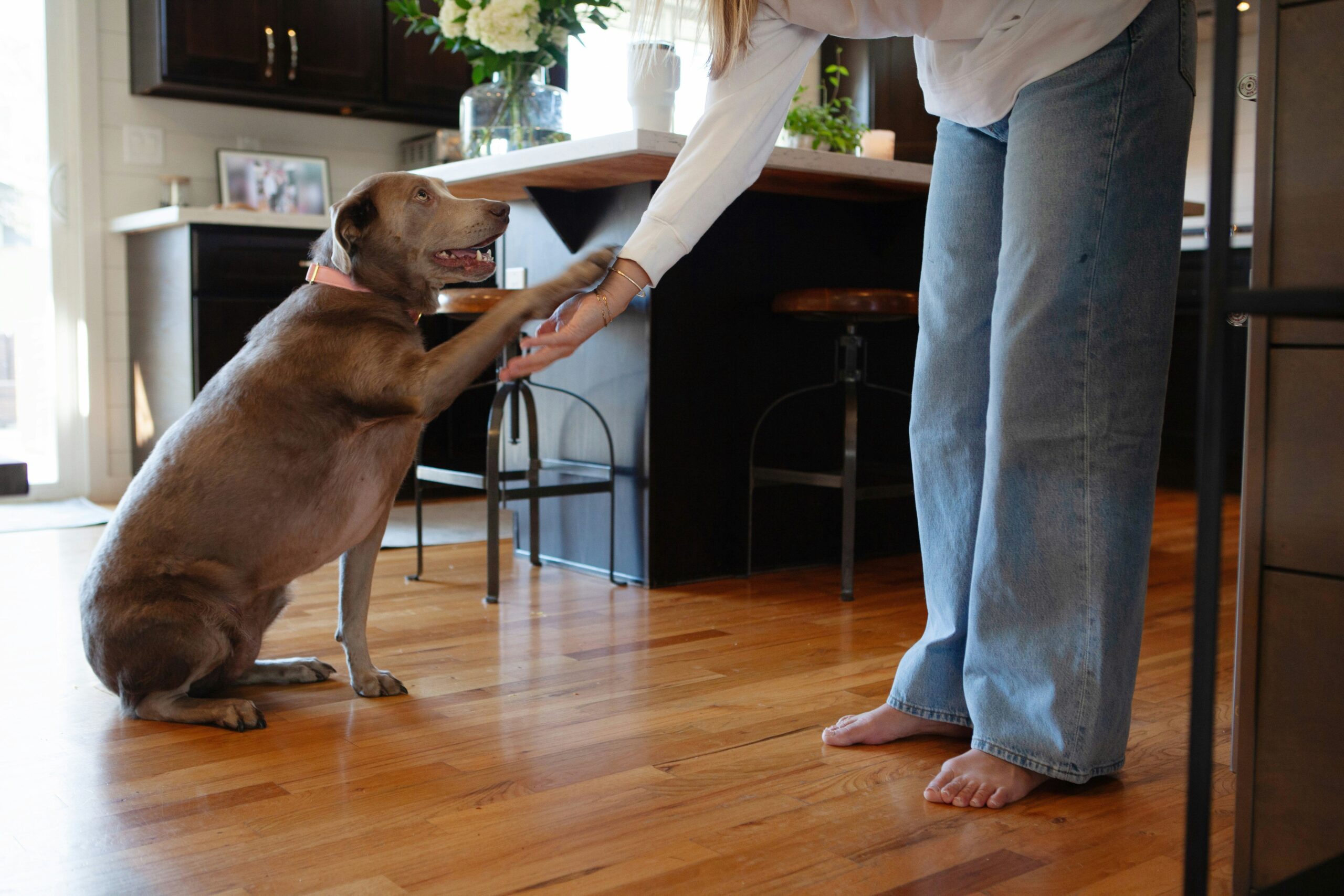 A happy Labrador Retriever in a perfect sit position outdoors, receiving a treat from its owner.