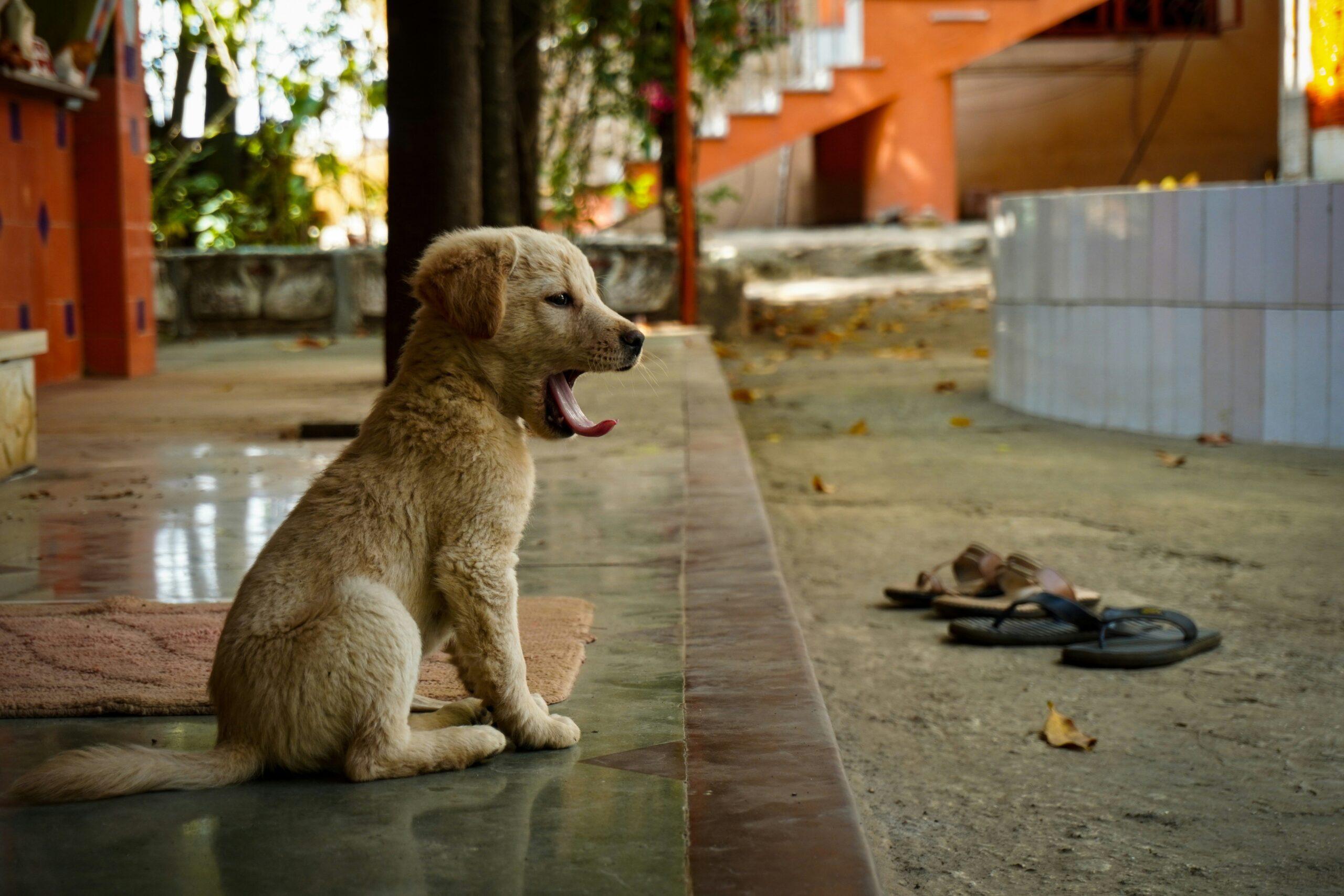 A person using hand signals to train a Labrador retriever to sit.
