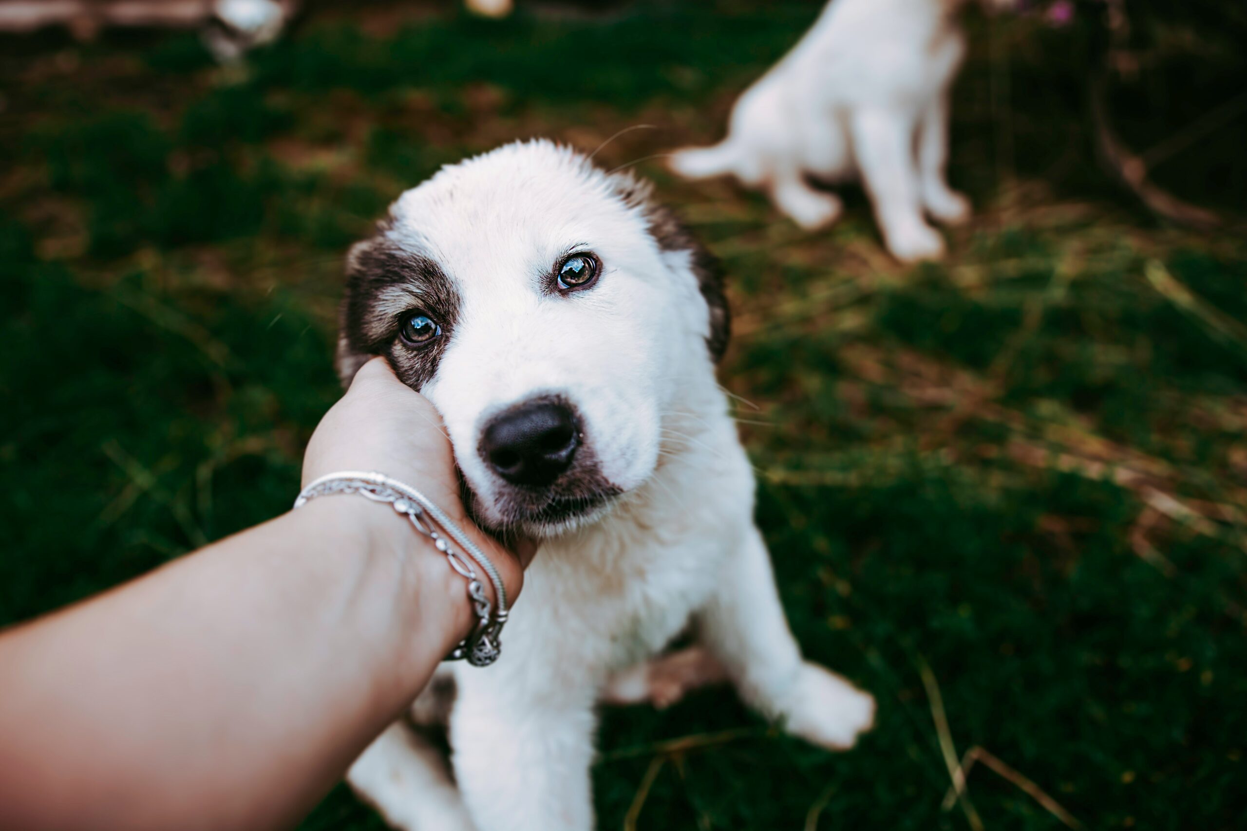 A puppy looking attentively at its owner holding a treat