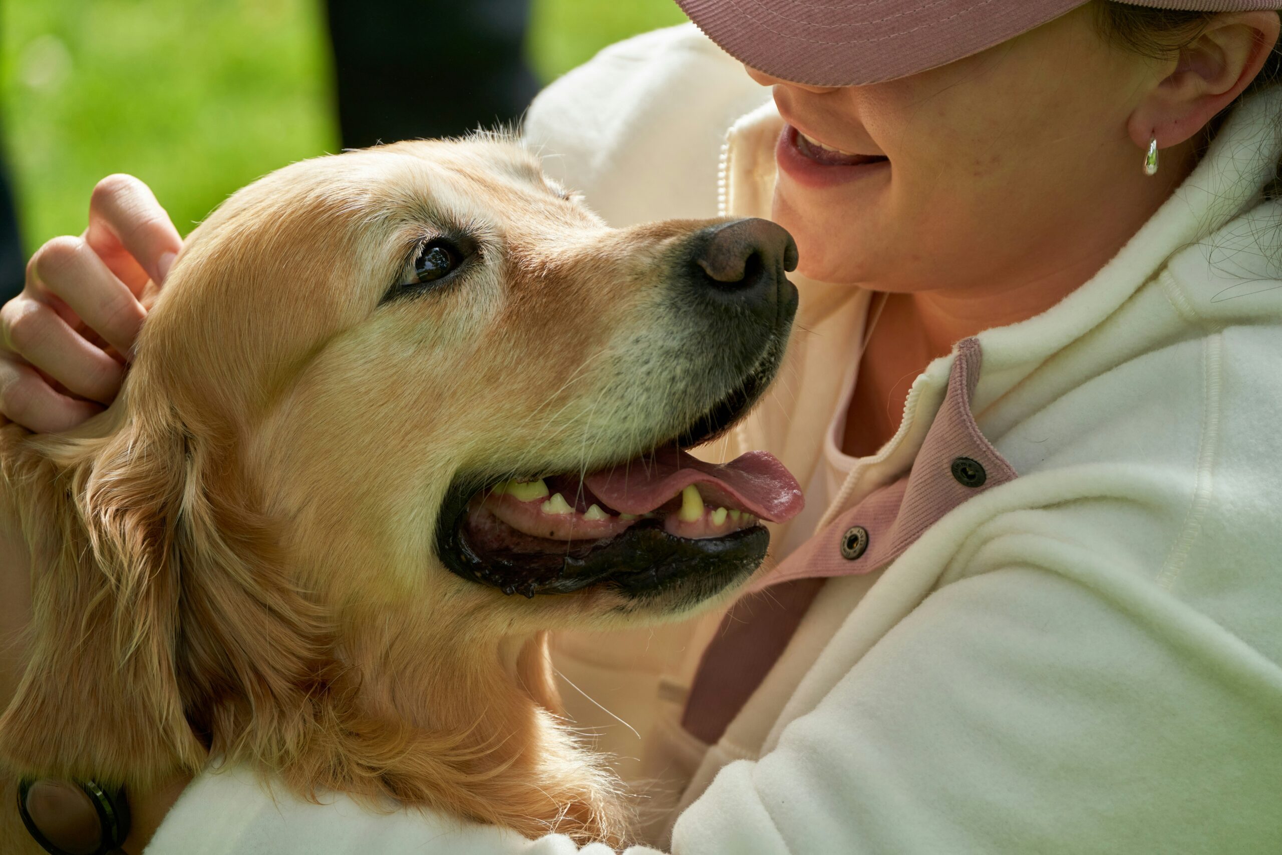 A trainer holding a clicker and teaching a labrador how to sit.