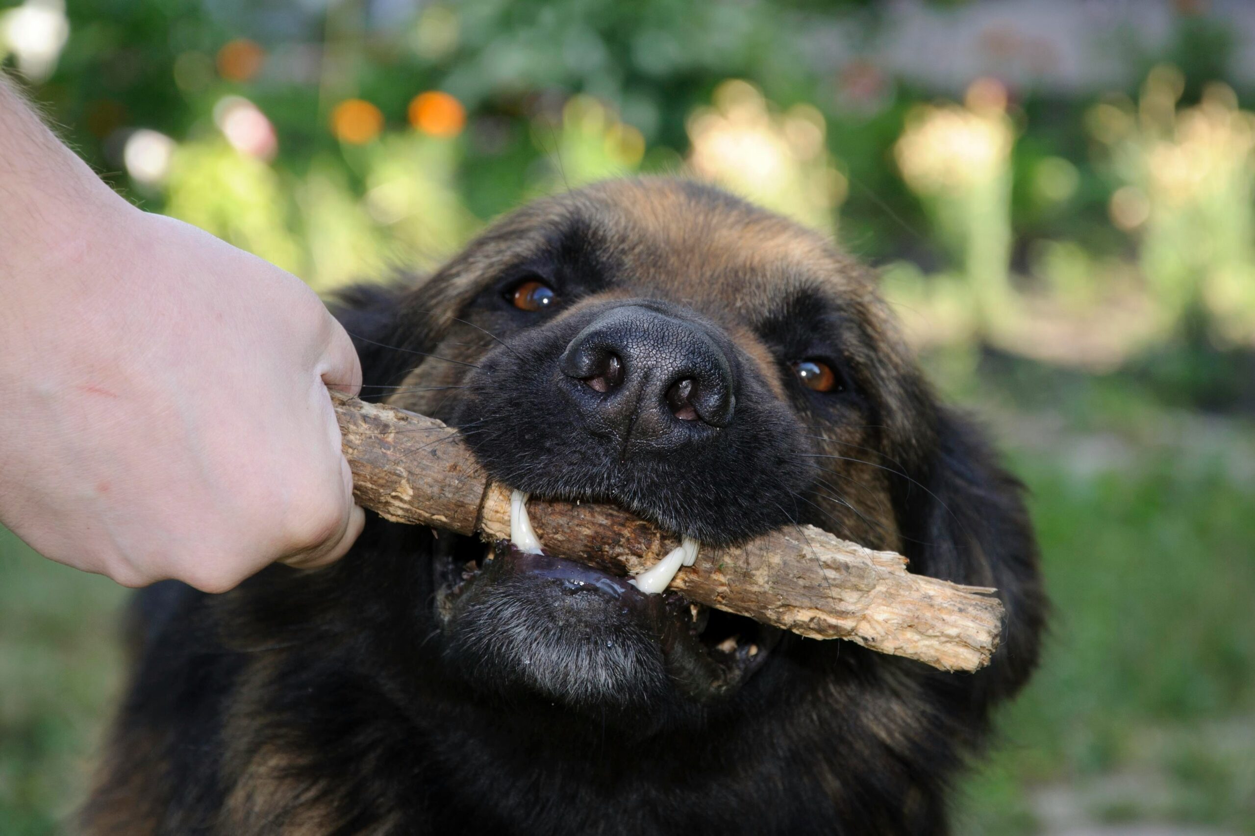 Addressing Refusal to Sit: Mastering Sit Training for Your Pets
