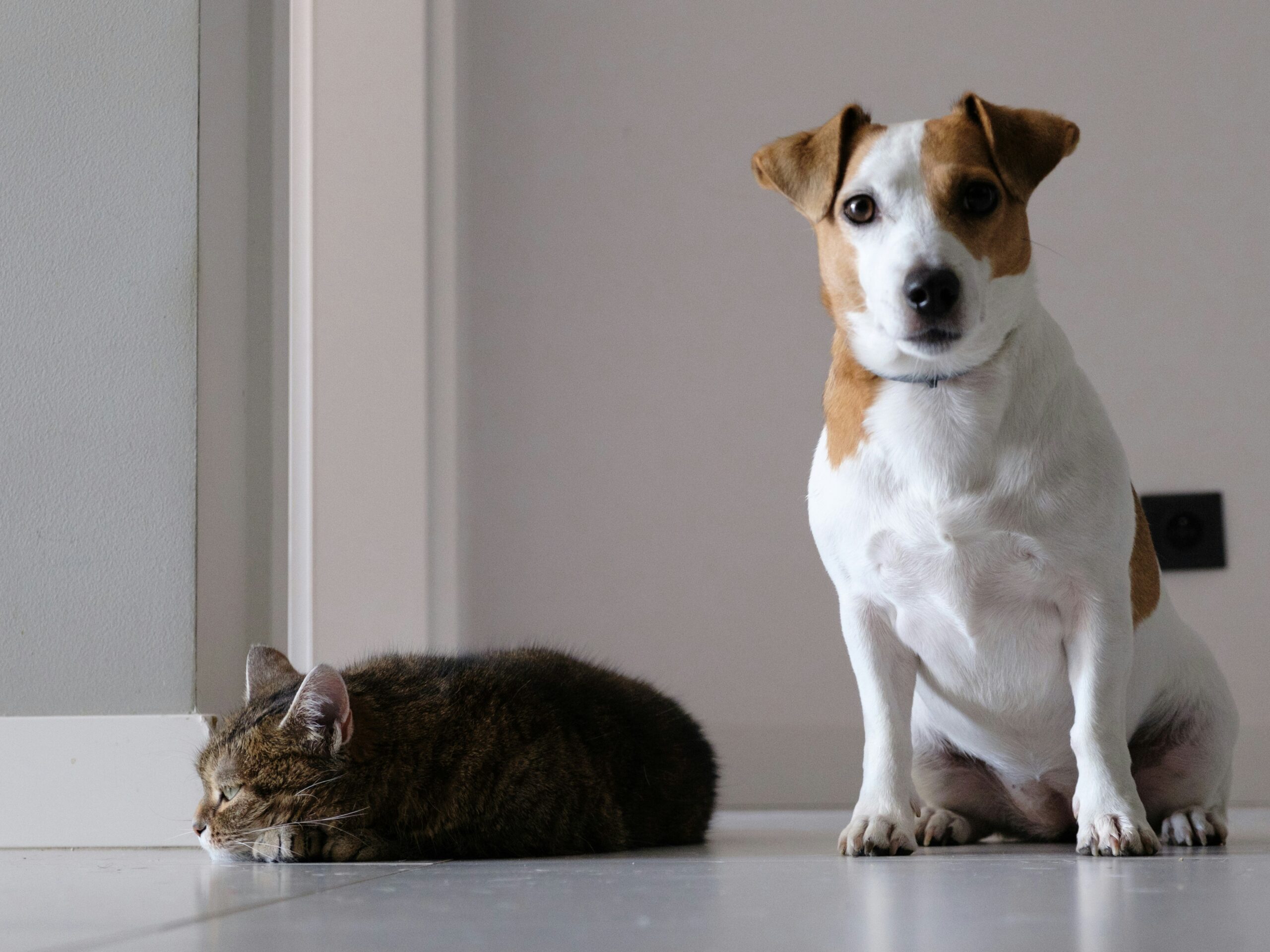 Beagle puppy proudly sitting beside its owner