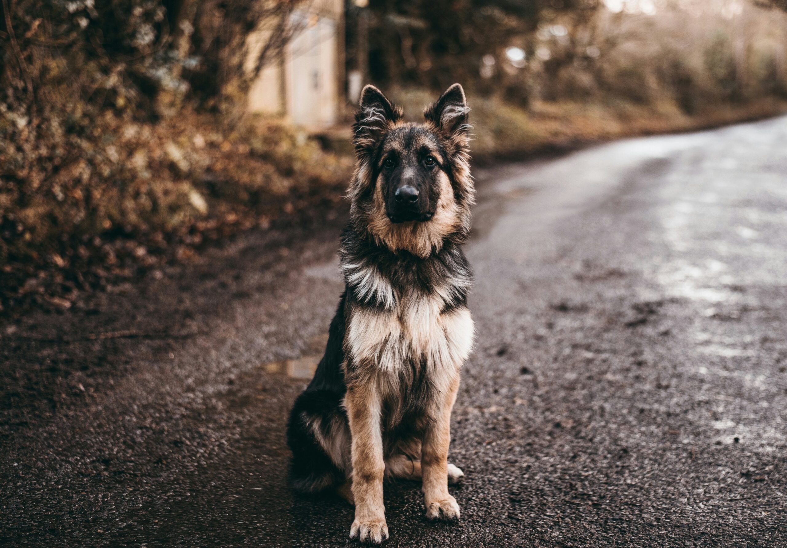 A frustrated person holding leash while their dog ignores a food treat