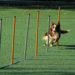 How to Fix Dog Sit Problems: The Ultimate Guide to Mastering the "Sit" Command