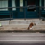 How to Master “Sit” in Stressful Environments: The Ultimate Guide for Pets and Owners