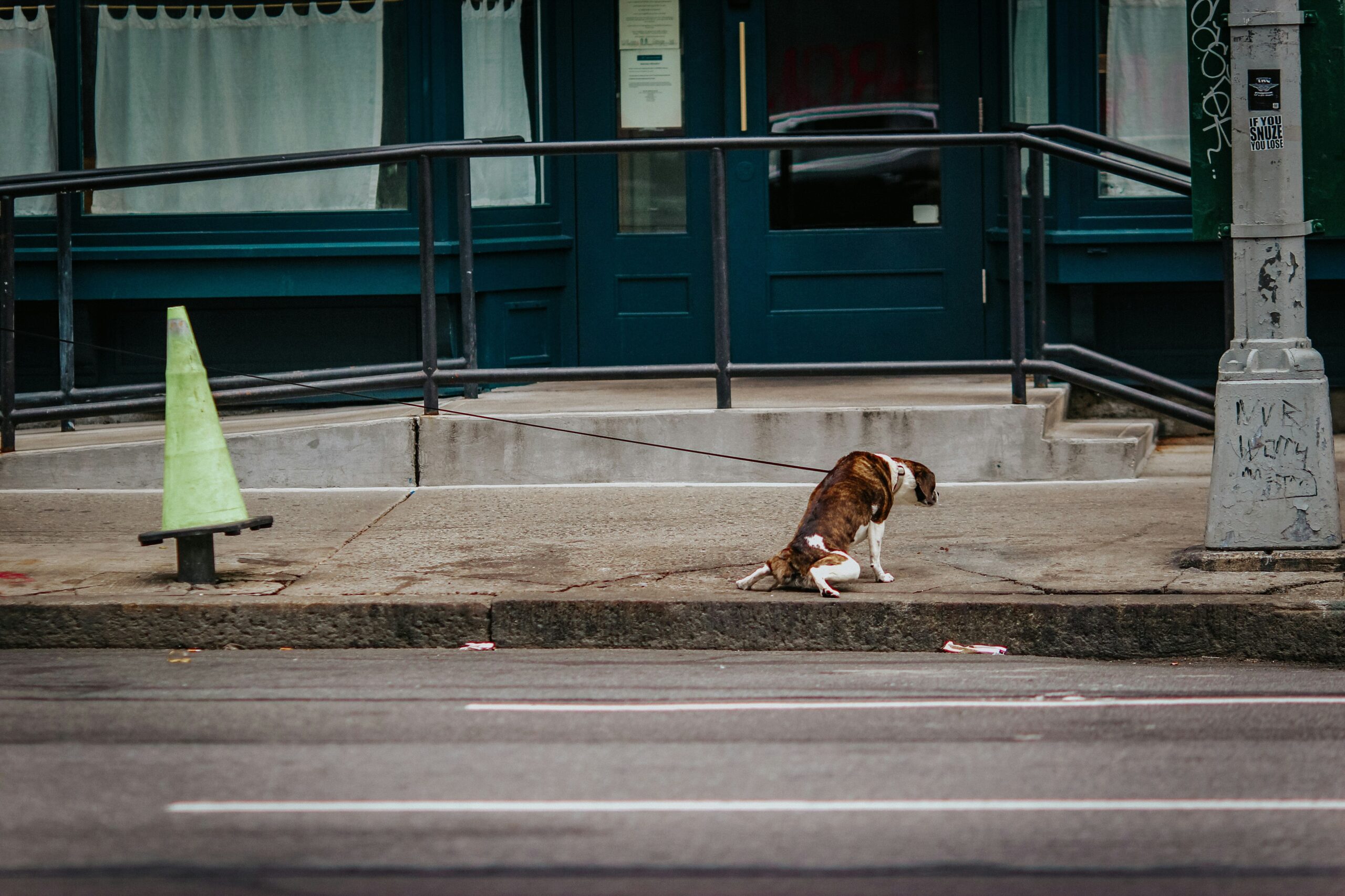 How to Master “Sit” in Stressful Environments: The Ultimate Guide for Pets and Owners