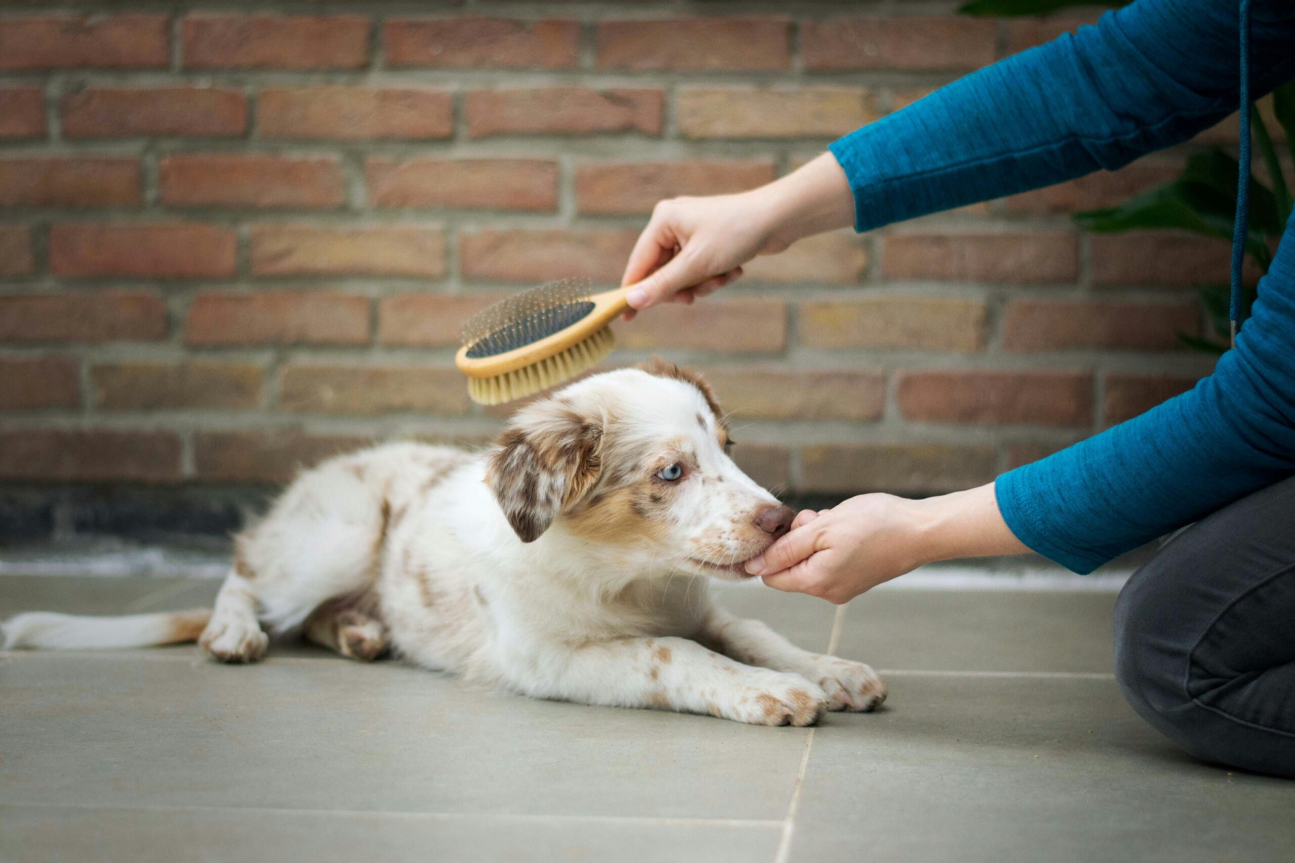 Illustration demonstrating luring technique with treats