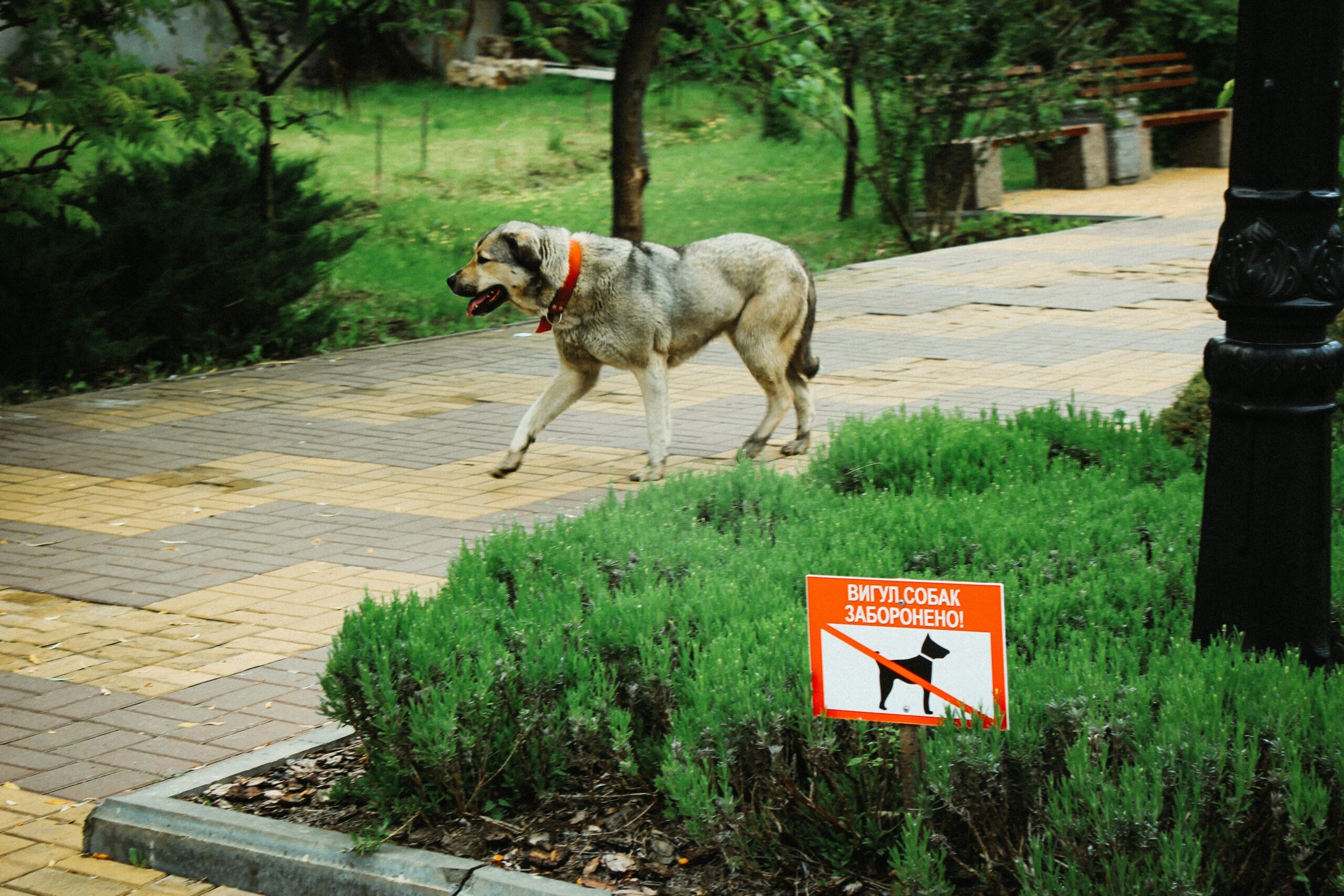 Illustration showing dog learning process with treats and cues