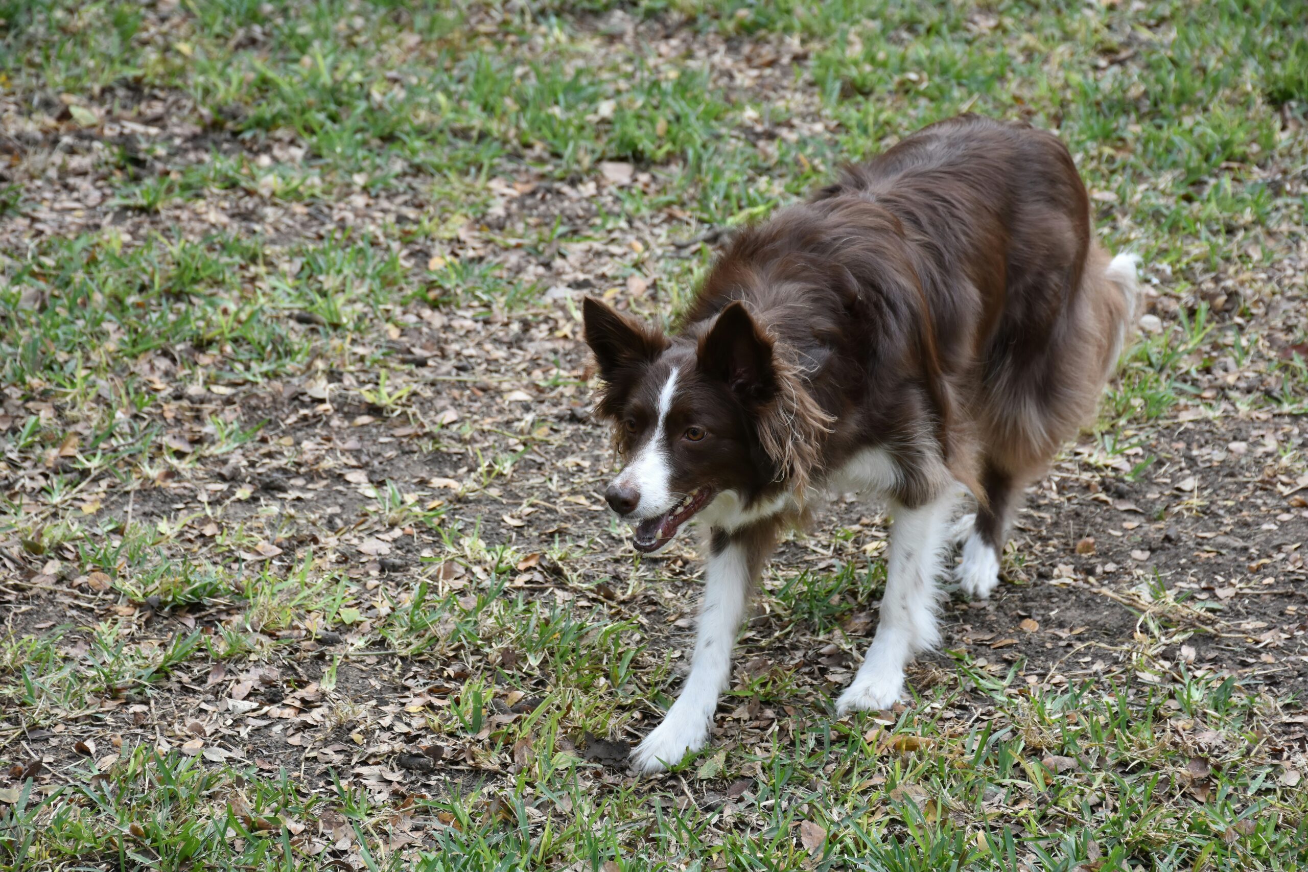 Infographic displaying top three best practices for dog training