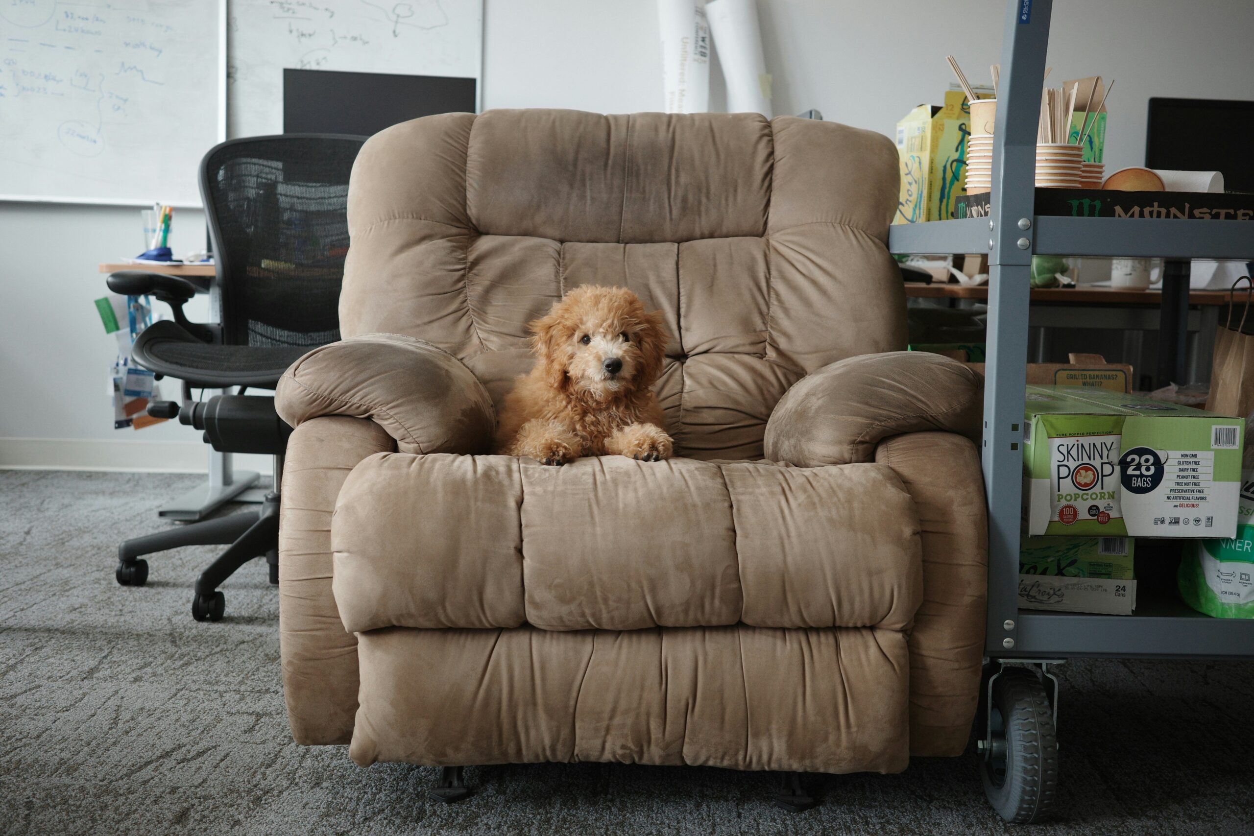 Mastering Sit Progress Tracking: The Ultimate Guide to Efficient Pet Training