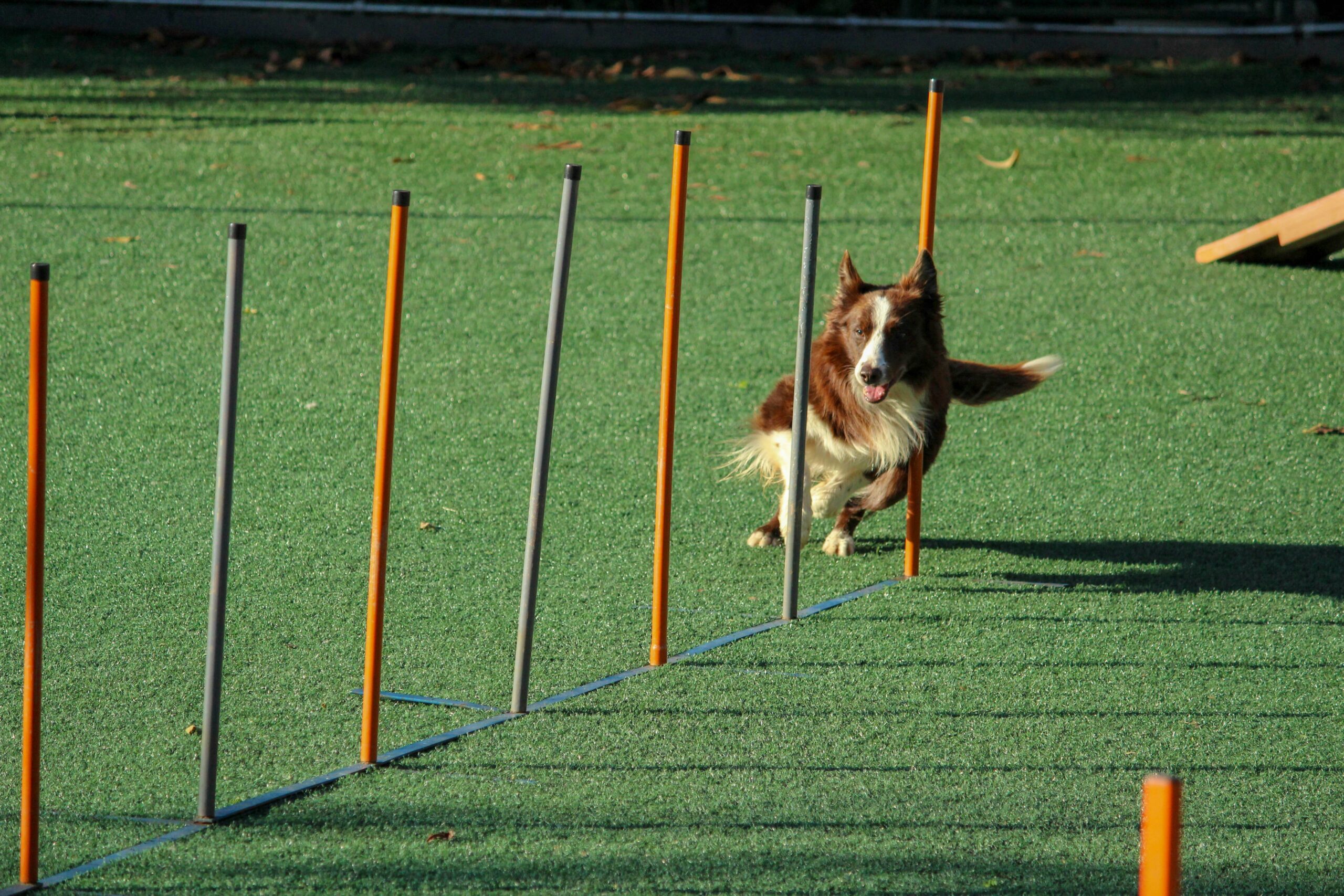 Mastering Sit Training with Long-Term Behavior Reinforcement for Pets