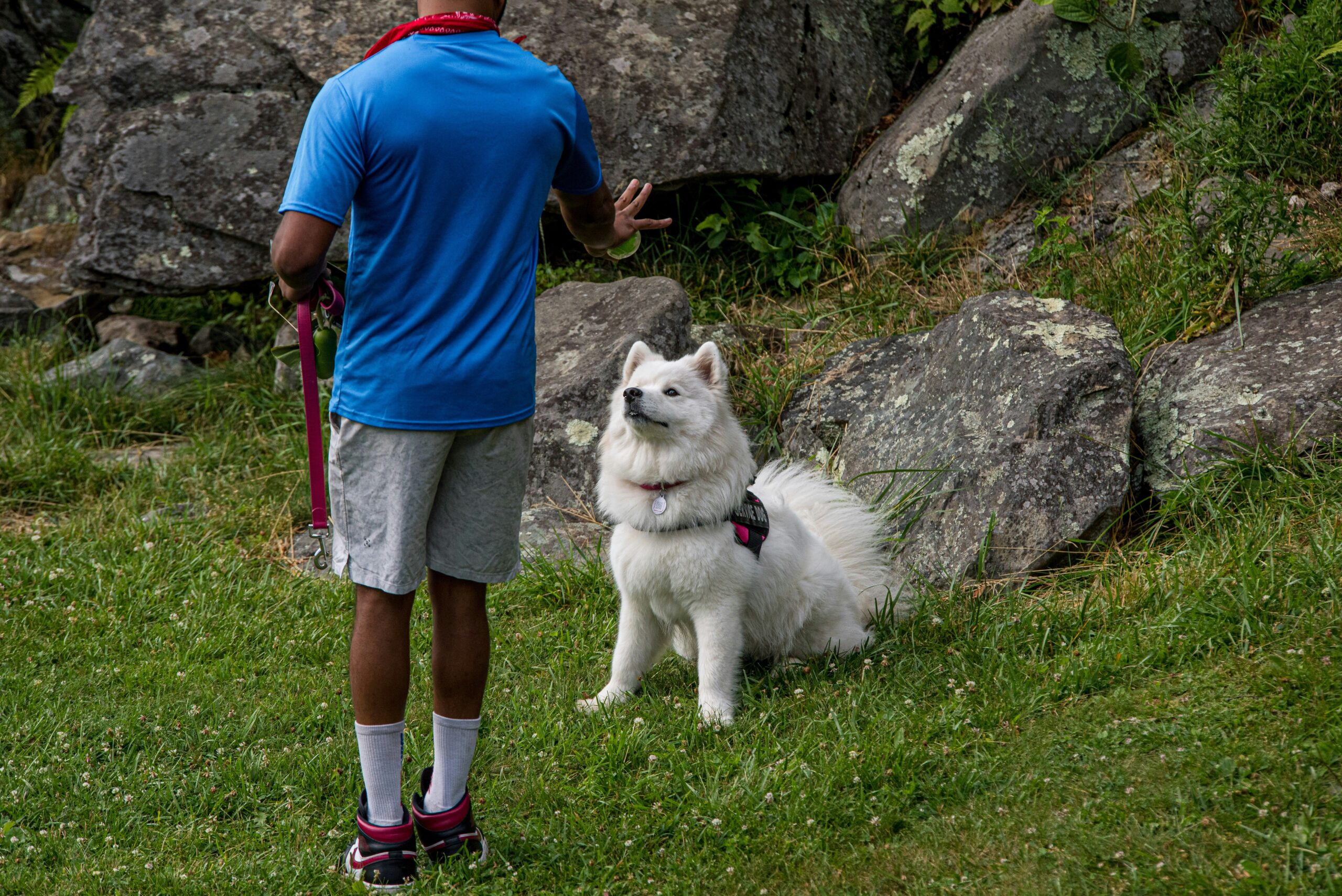 Mastering Sit Training with Positive Reinforcement Tools: A Complete Guide
