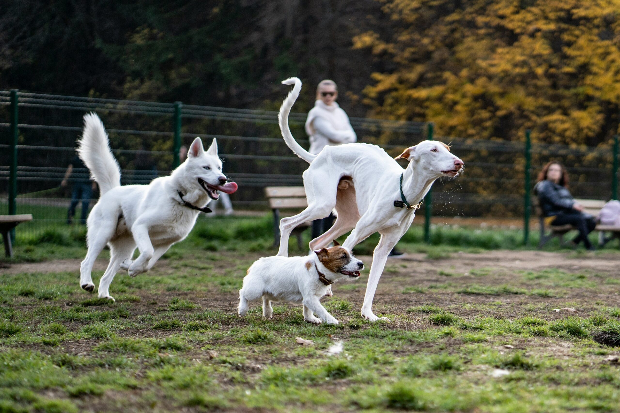 Owner training dog in progressively busier areas