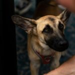 Sit Command Generalization: How to Master the Art of Teaching Your Dog to Sit Anywhere, Anytime