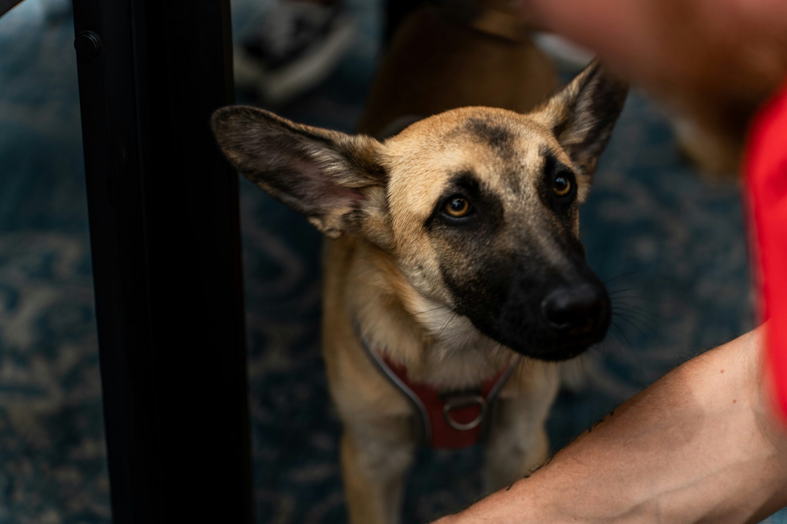 Sit Command Generalization: How to Master the Art of Teaching Your Dog to Sit Anywhere, Anytime