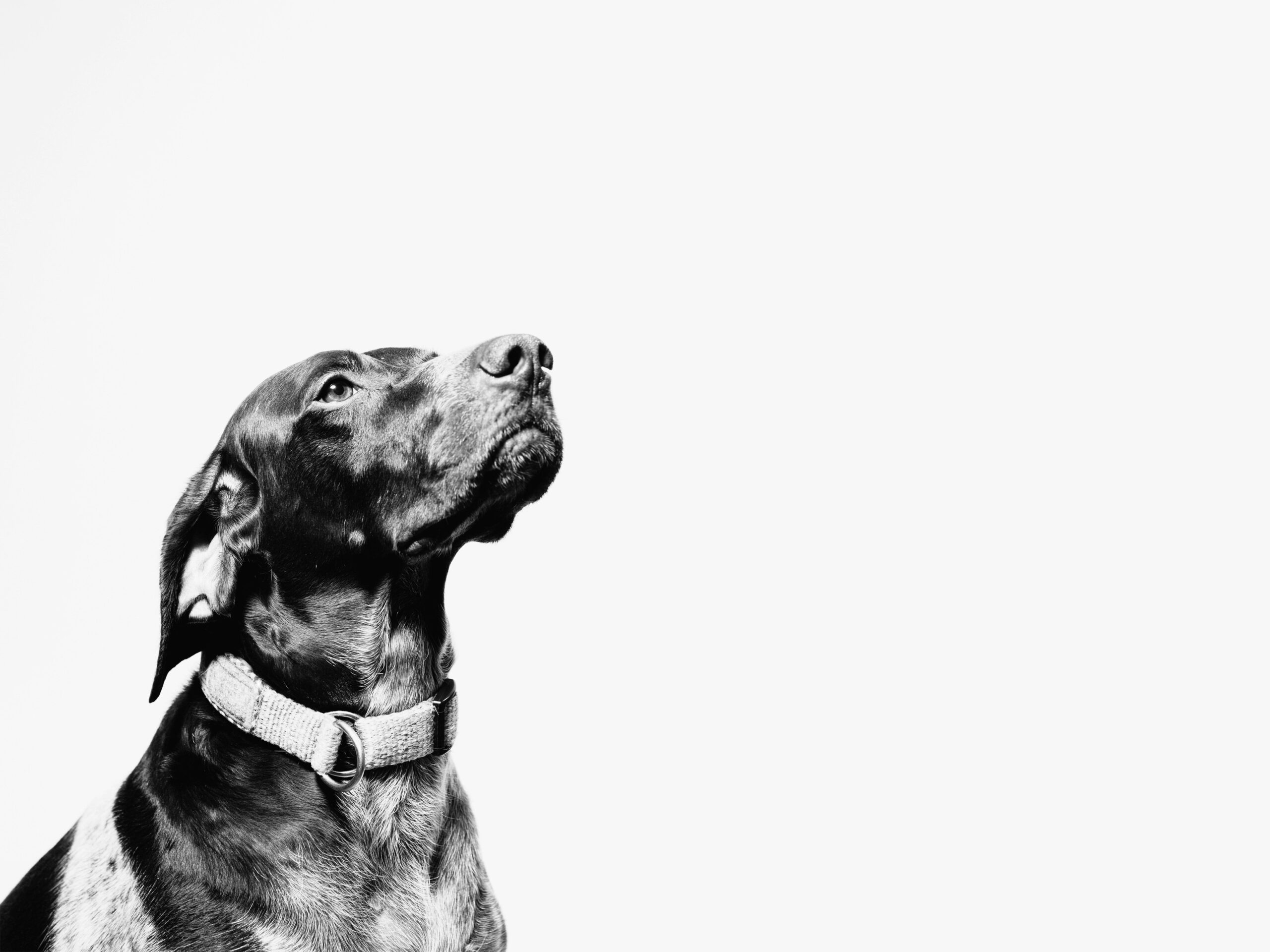 Step-by-step diagram showing dog training progression