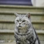 Why Is "Sit Training Issues" Driving Pet Owners Crazy? Here's How to Fix It
