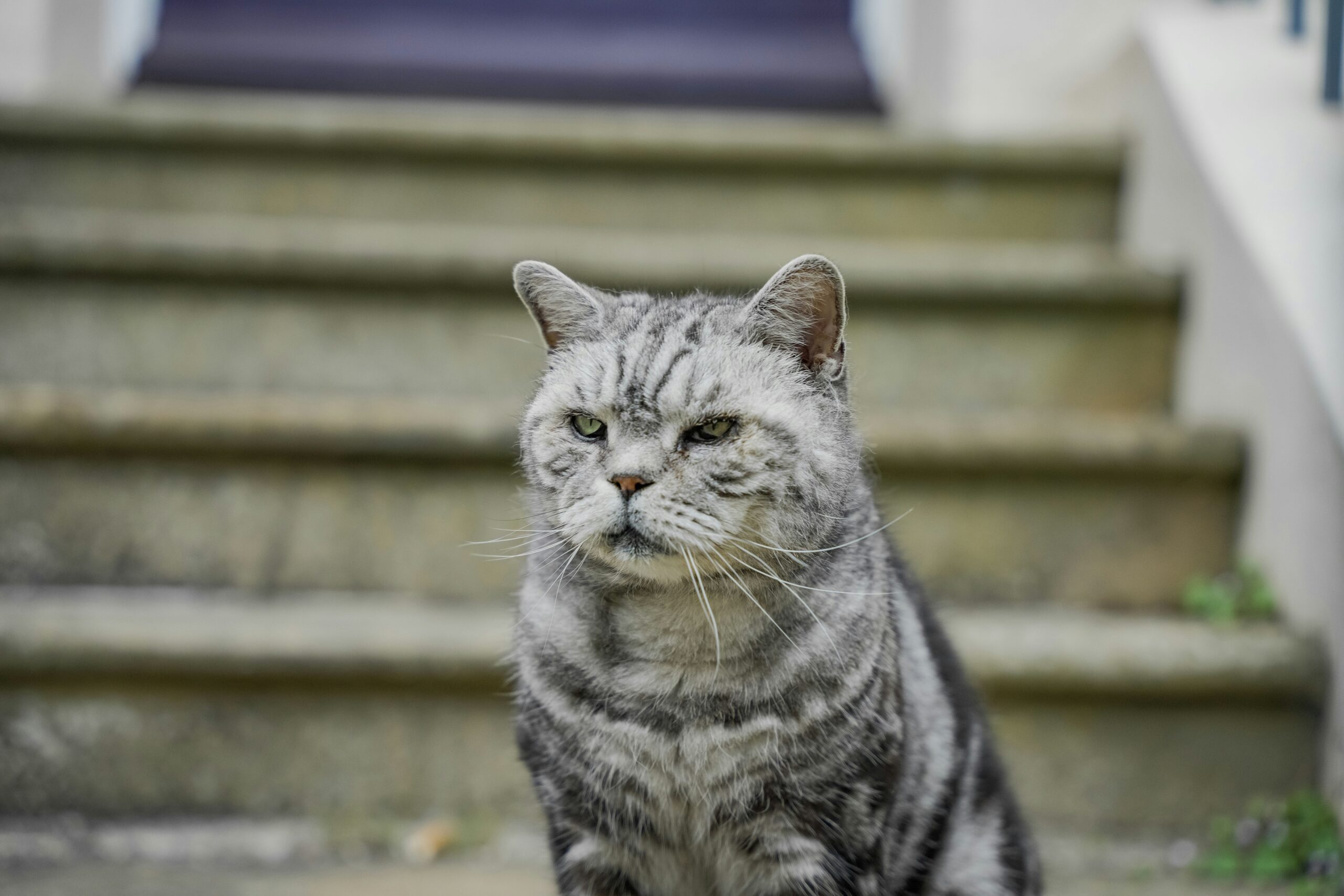 Why Is "Sit Training Issues" Driving Pet Owners Crazy? Here's How to Fix It