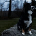 Why Your Dog's Sit Command Errors Are Driving You Crazy (And How to Fix Them)