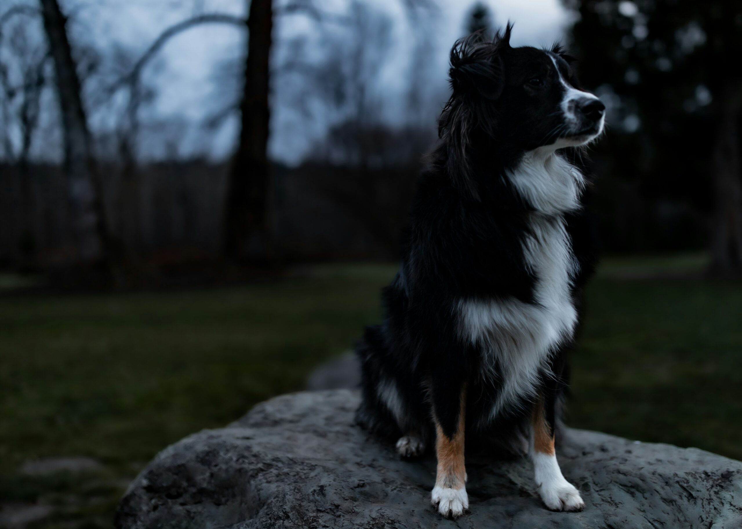 Why Your Dog's Sit Command Errors Are Driving You Crazy (And How to Fix Them)