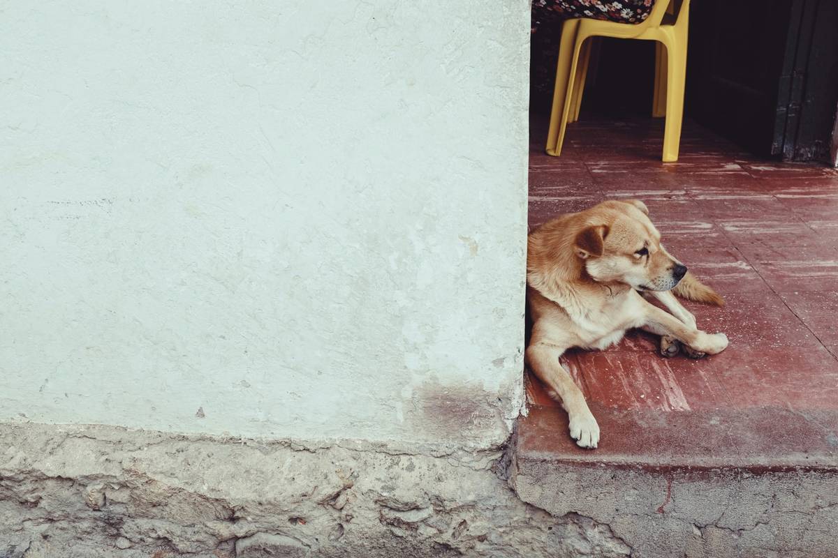 A confused-looking dog staring at its owner during a sit training session