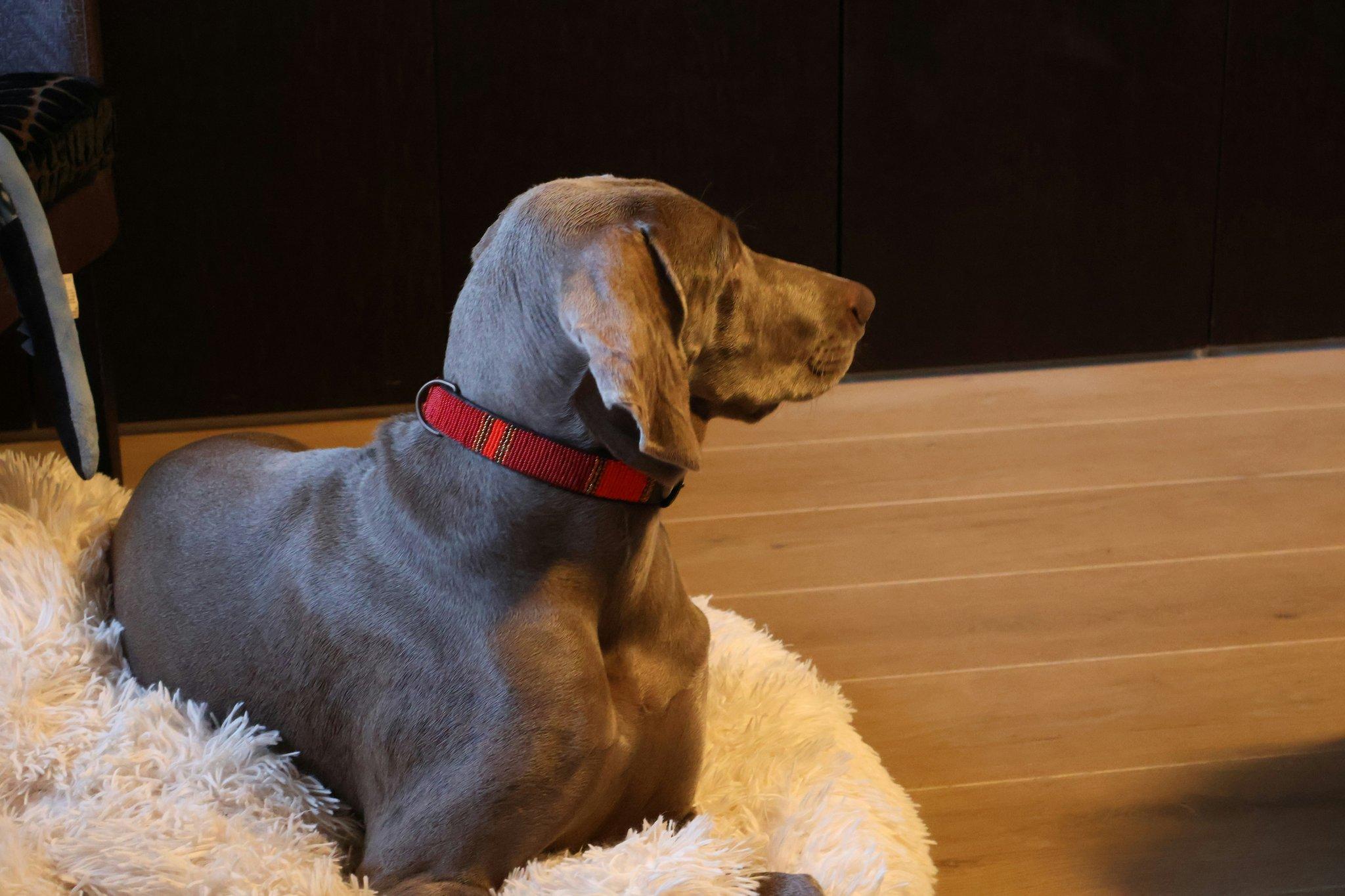 A confused puppy tilting its head while trainer tries teaching 'sit'
