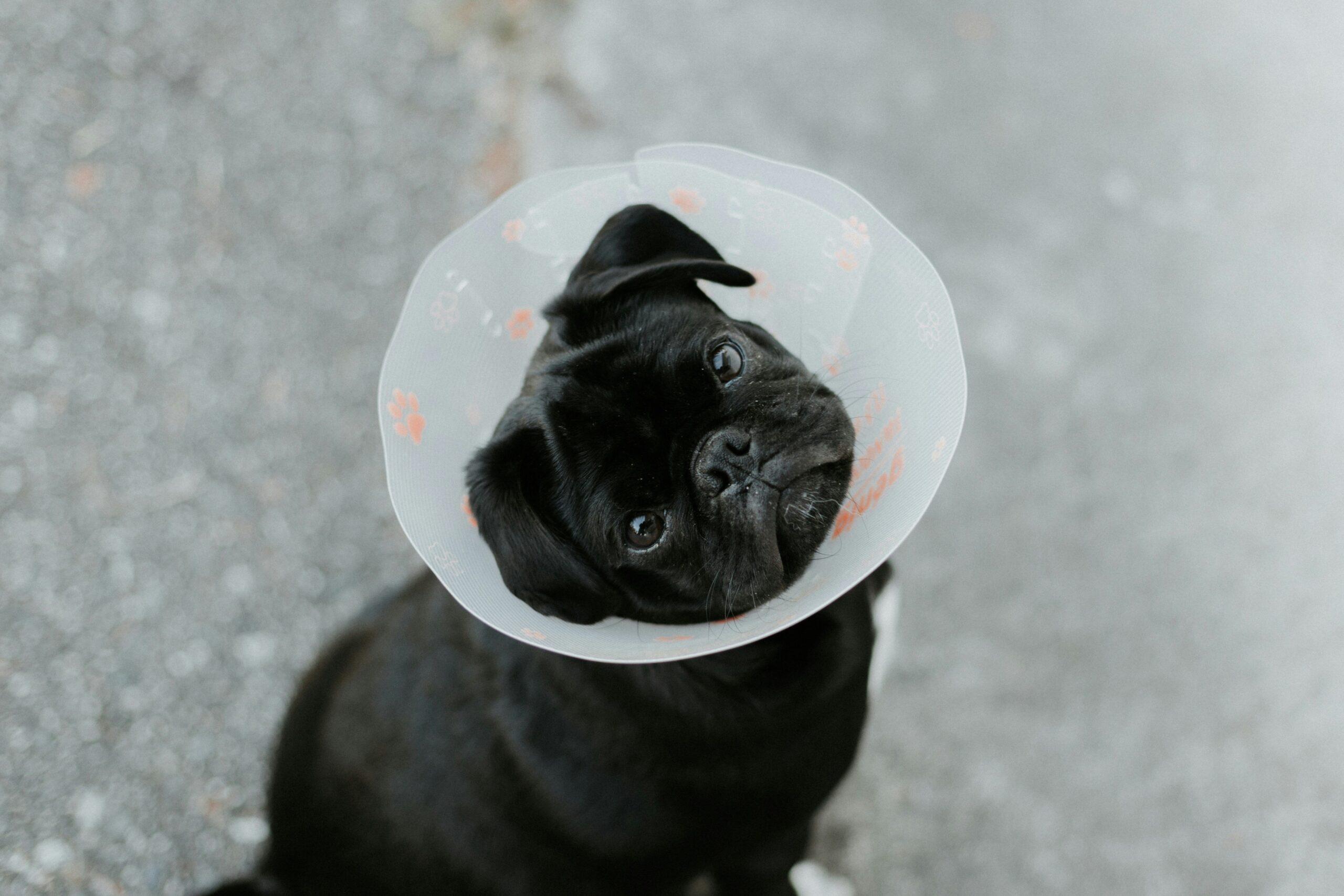 A frustrated owner trying to teach a distracted puppy to sit.