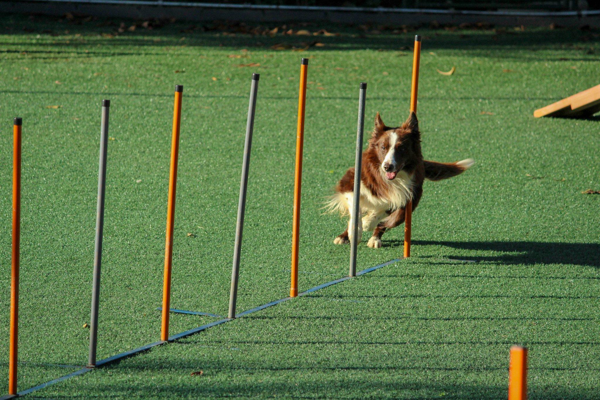 A golden retriever sitting obediently outdoors.