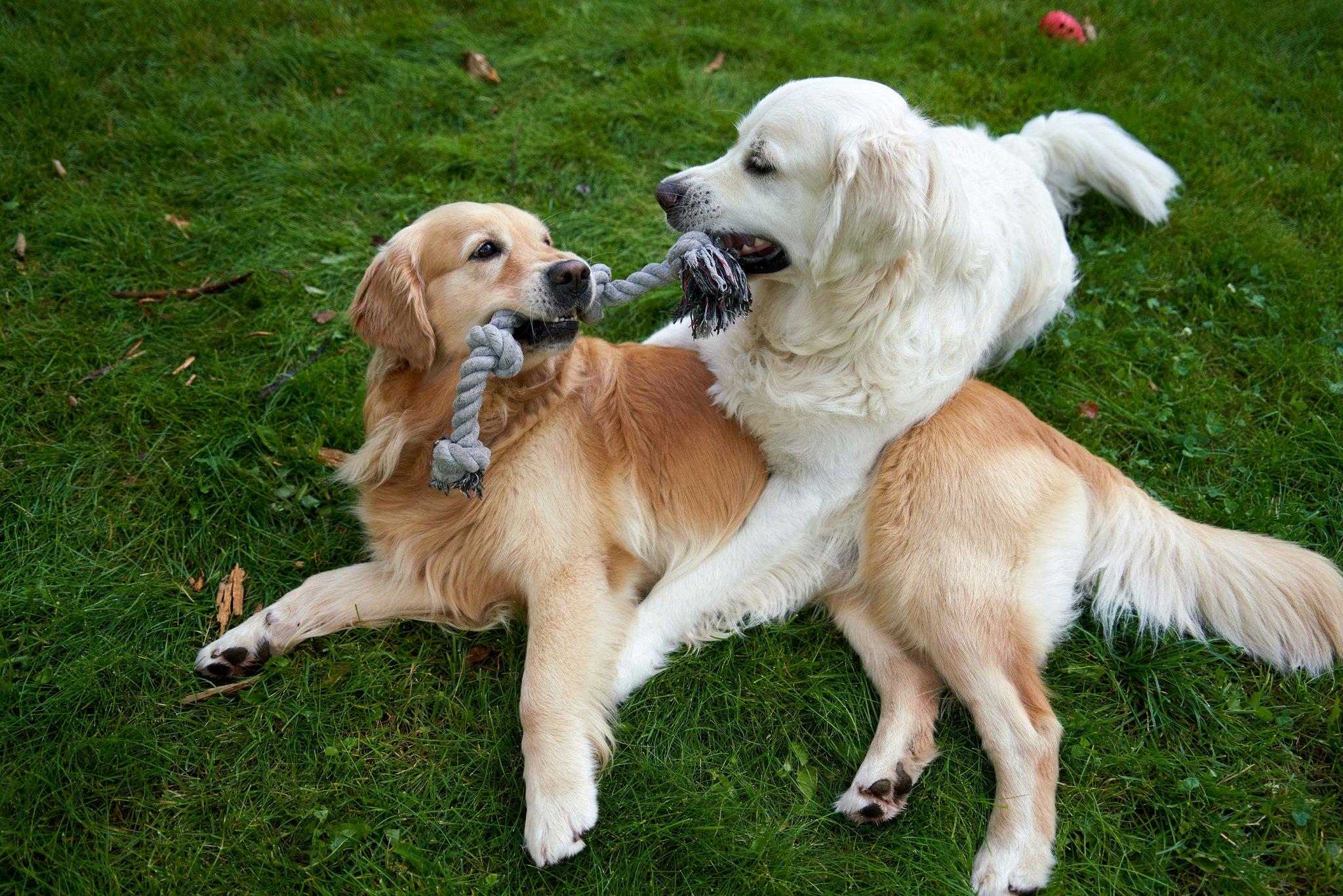 A golden retriever successfully performing the 'sit' command during training.