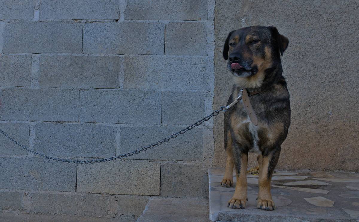A happy Labrador sitting perfectly after successful training