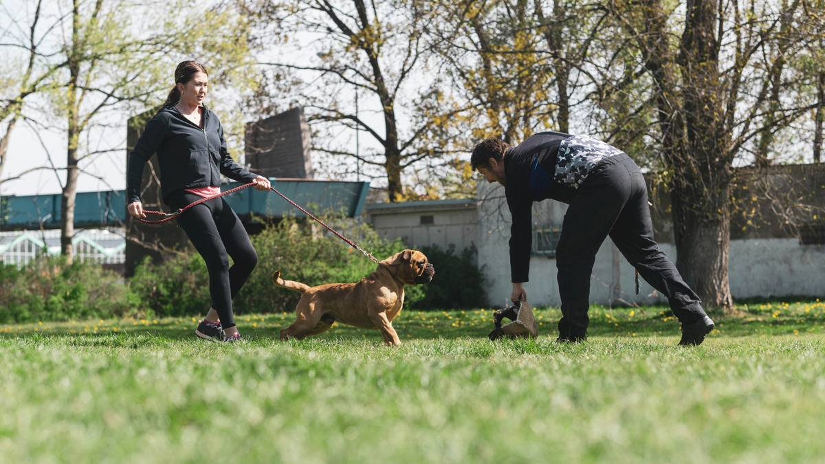 A perplexed dog looking at its owner holding a treat