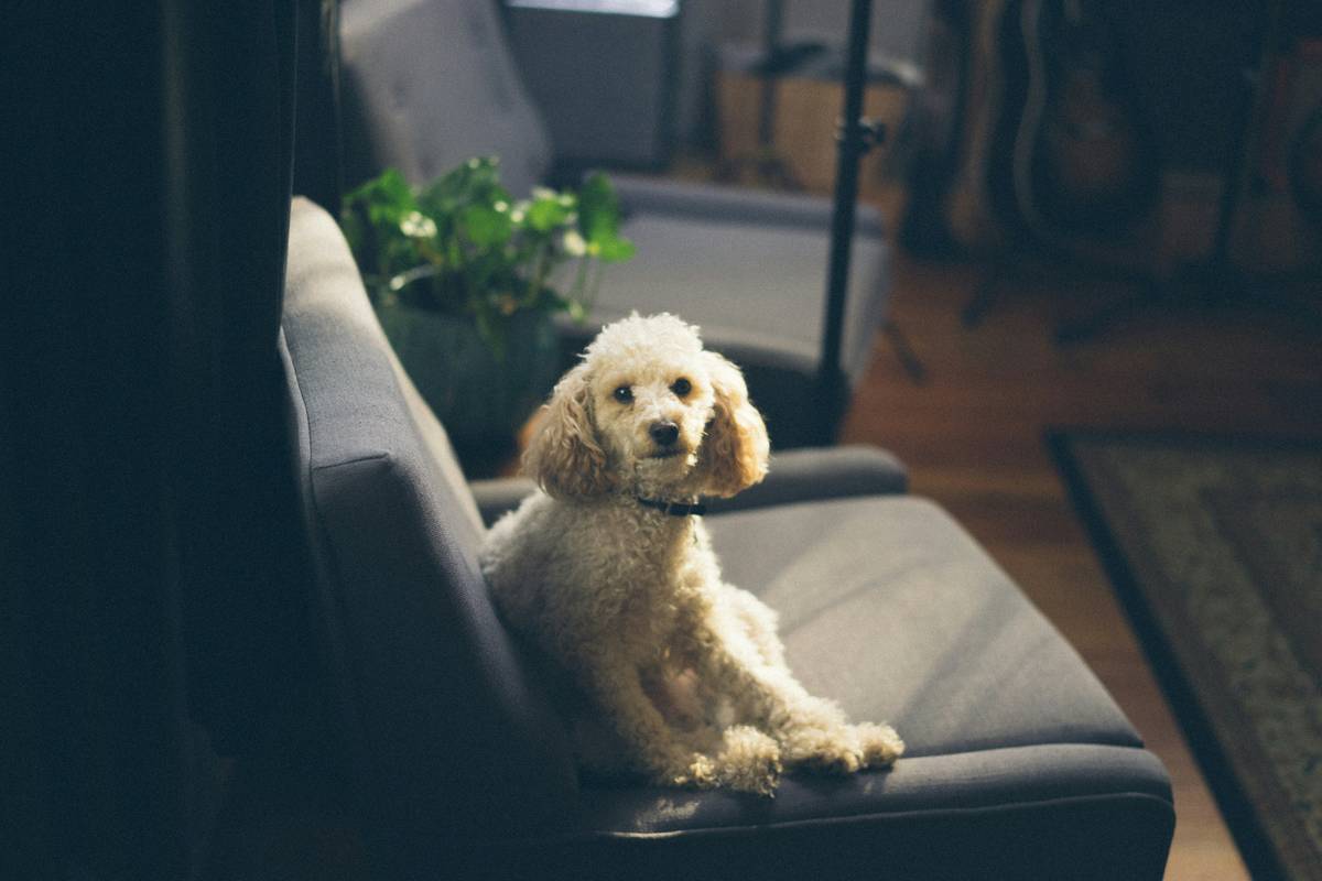 A person holding a treat above their dog's head to encourage sitting.