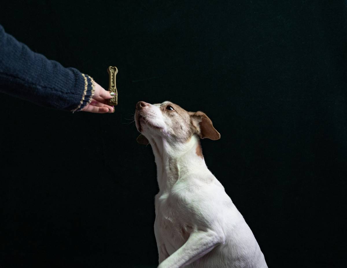 A person rewarding their dog for successfully performing a sit command