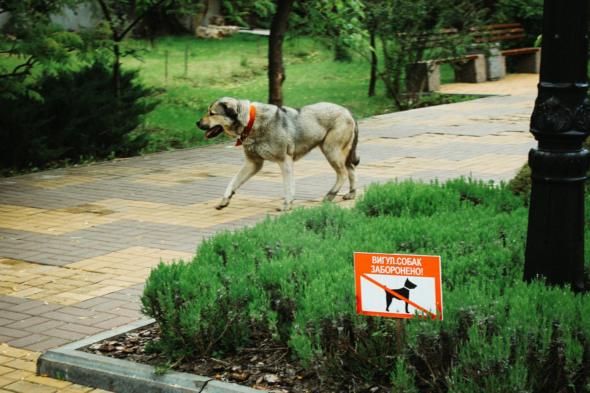 A professional trainer guiding a Labrador into a perfect sit position.
